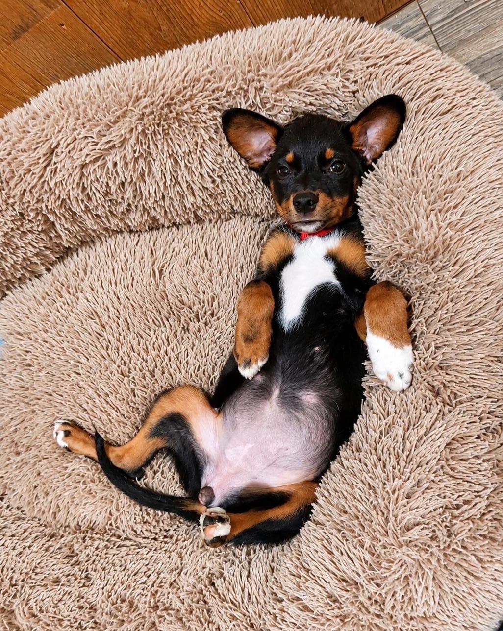 Enlarge Mbappe, a Adoptable mixed breed in San Diego, CA image 3/6