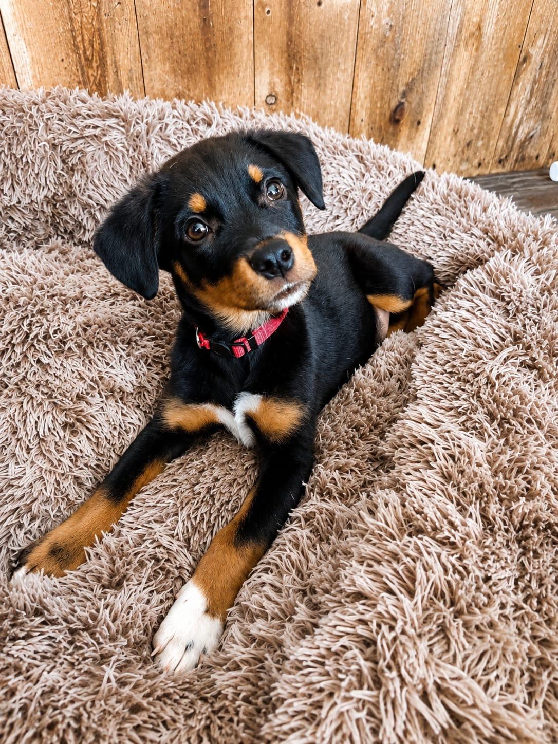 Enlarge Mbappe, a Adoptable mixed breed in San Diego, CA image 2/6