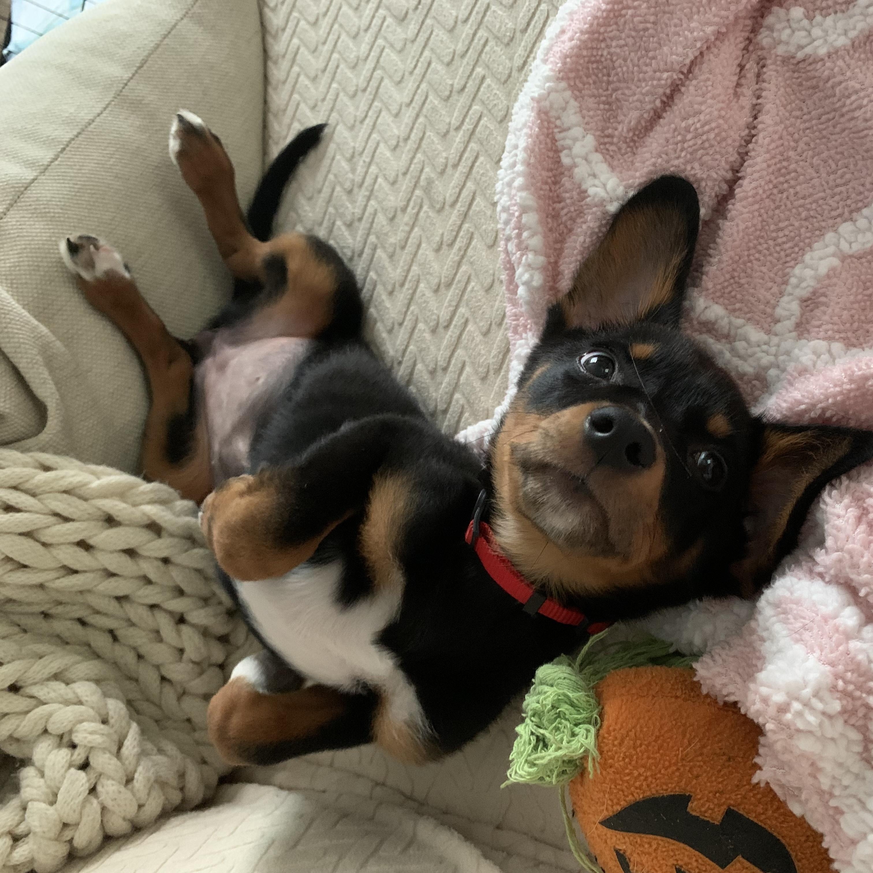 Enlarge Mbappe, a Adoptable mixed breed in San Diego, CA image 6/6