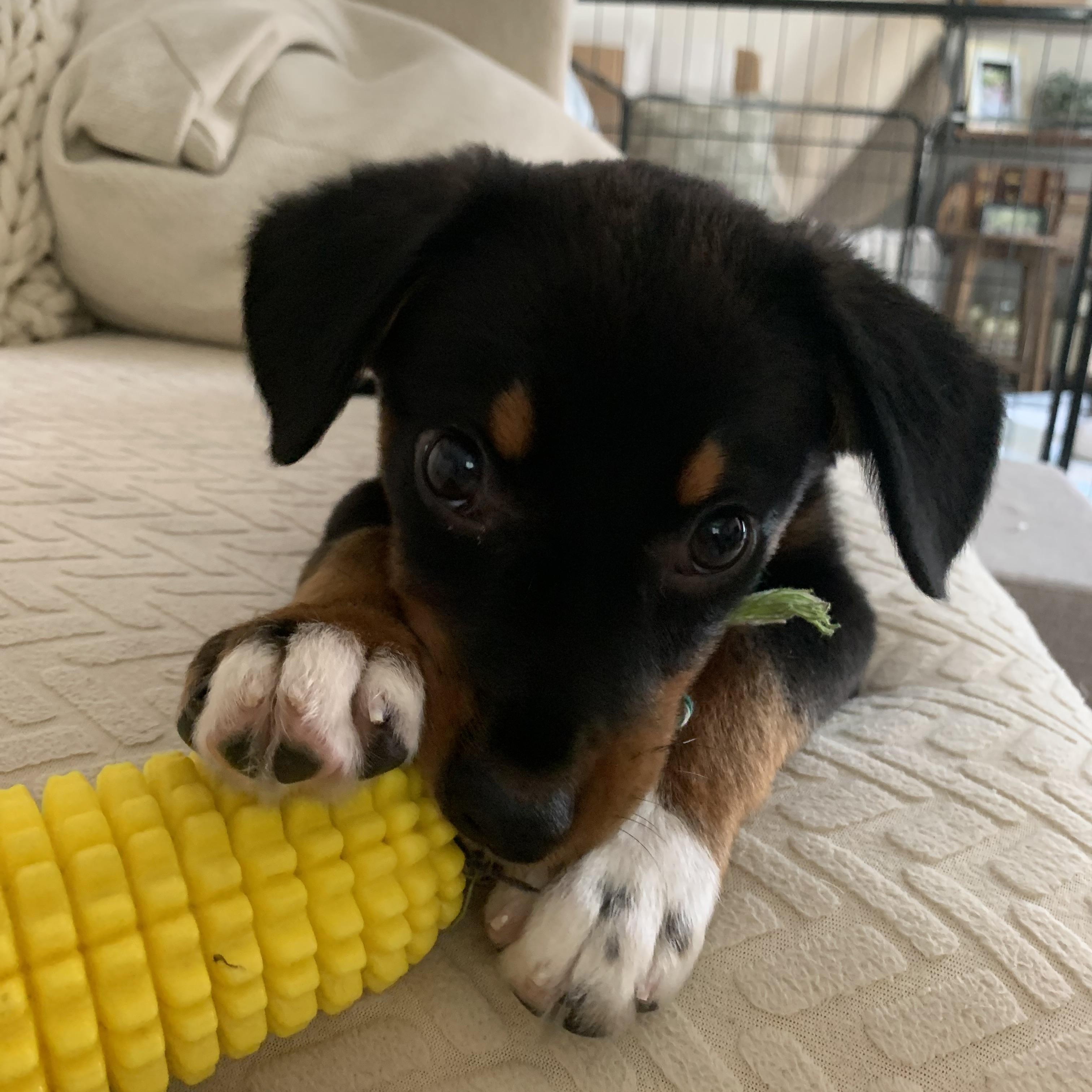 Enlarge Mbappe, a Adoptable mixed breed in San Diego, CA image 5/6