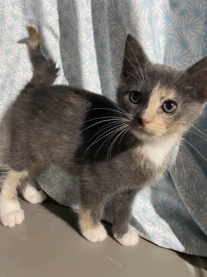 Enlarge Clover, an adopted Dilute Calico in Cleveland, OH image 2/2