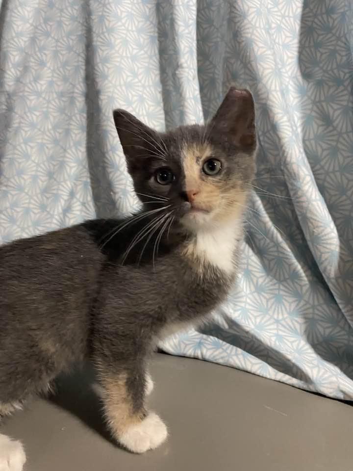 Enlarge Clover, an adopted Dilute Calico in Cleveland, OH image 1/2
