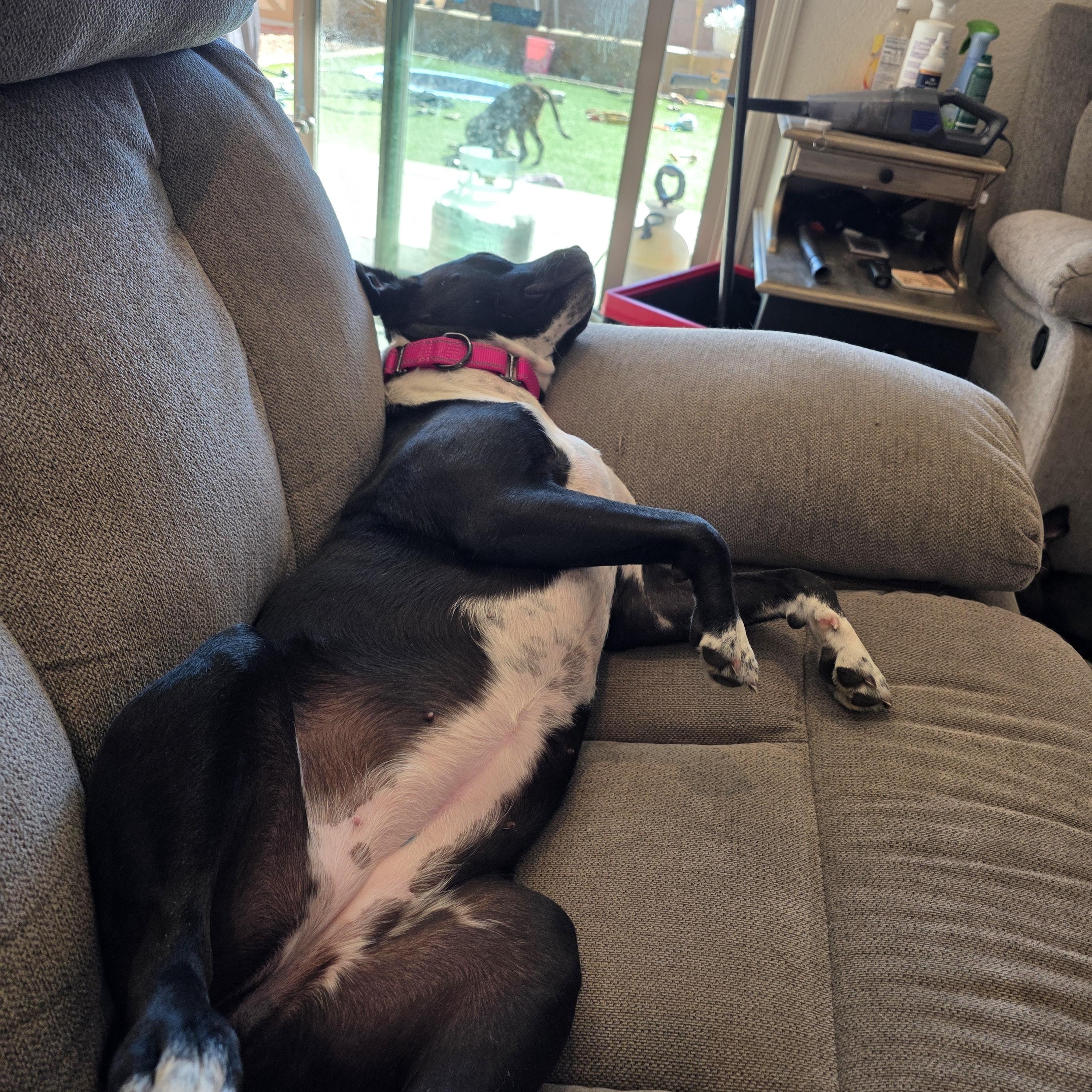 Enlarge Dobby, a ADOPTABLE mixed breed in Tucson, AZ image 2/6