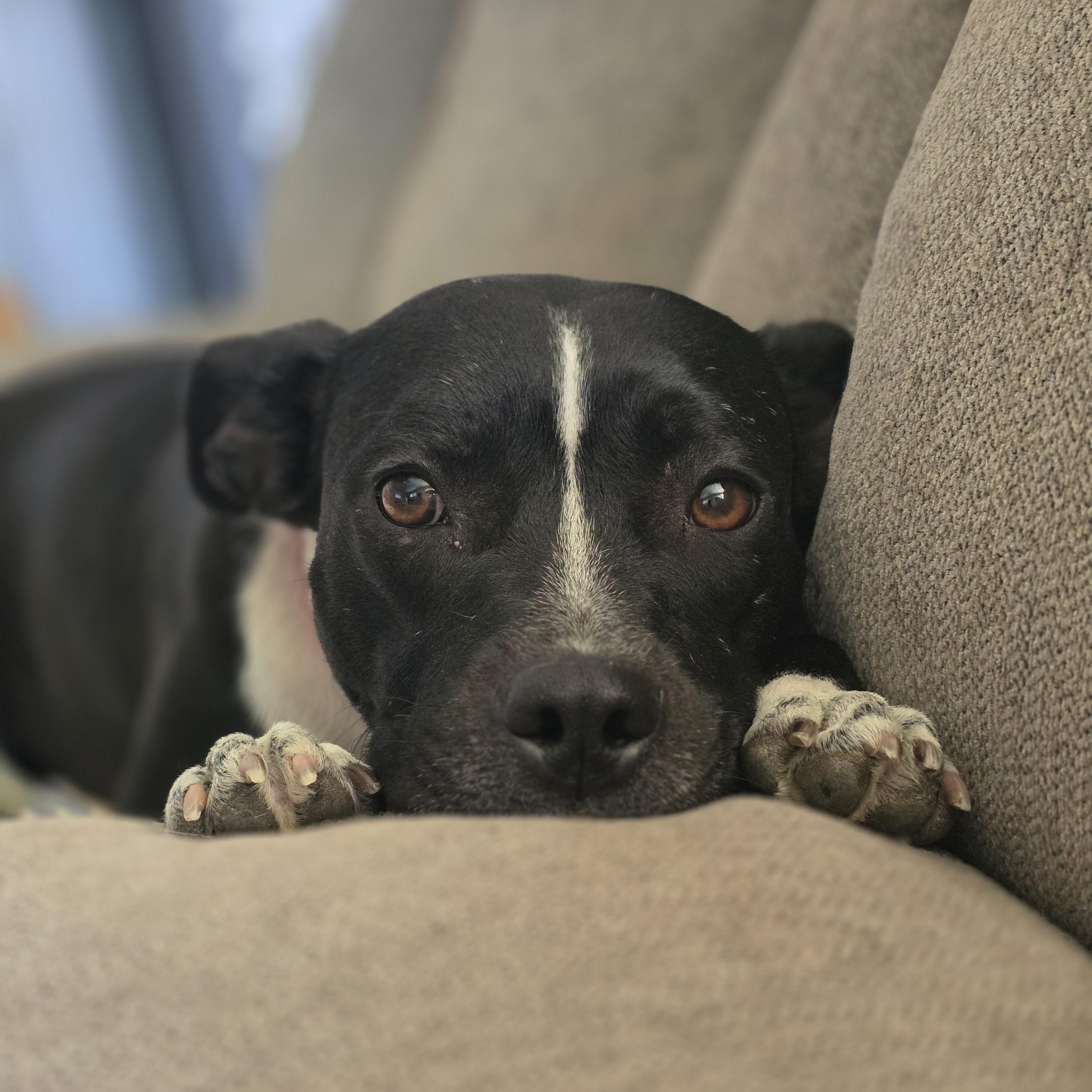 Enlarge Dobby, a ADOPTABLE mixed breed in Tucson, AZ image 6/6