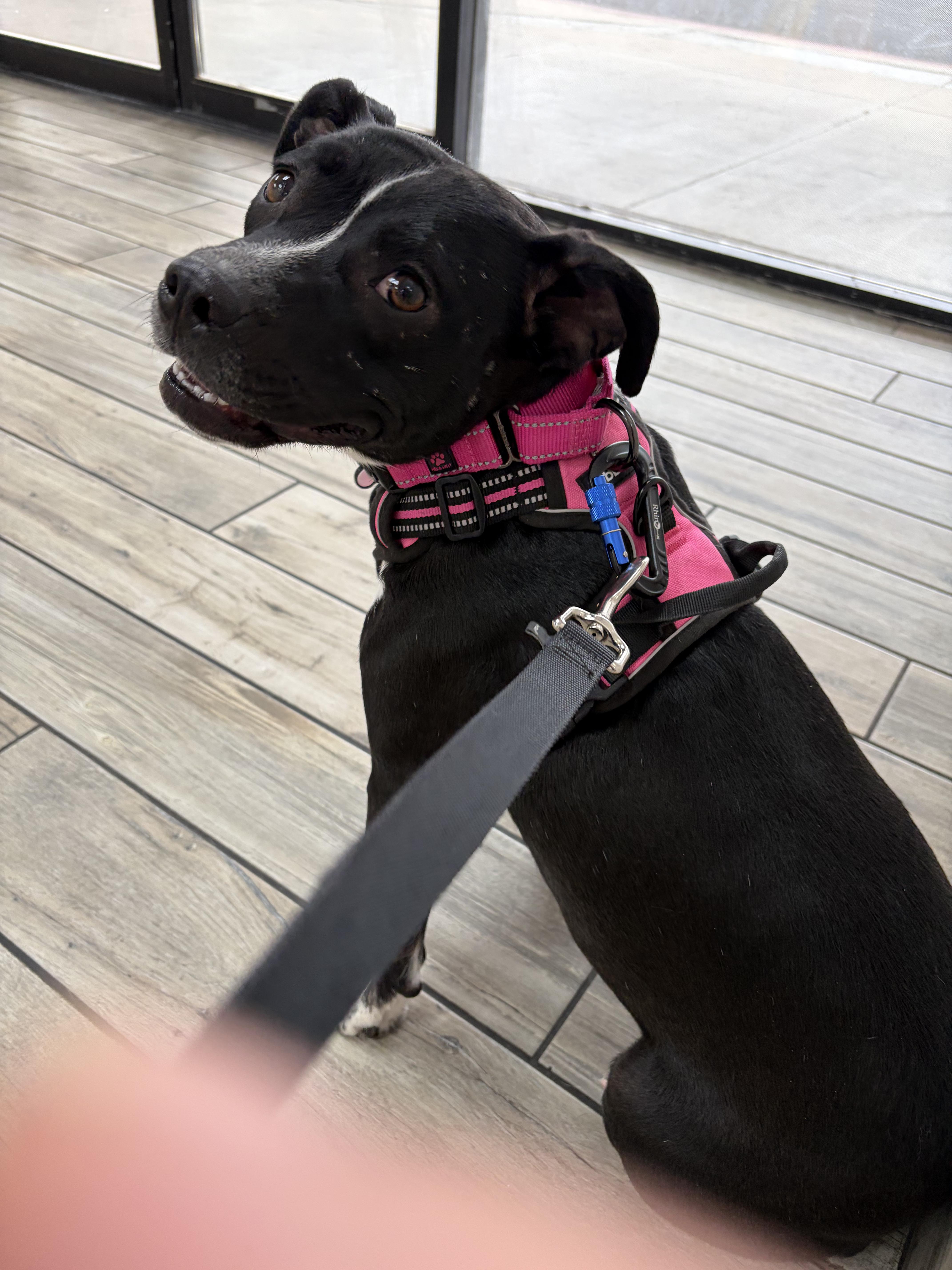 Enlarge Dobby, a ADOPTABLE mixed breed in Tucson, AZ image 5/6