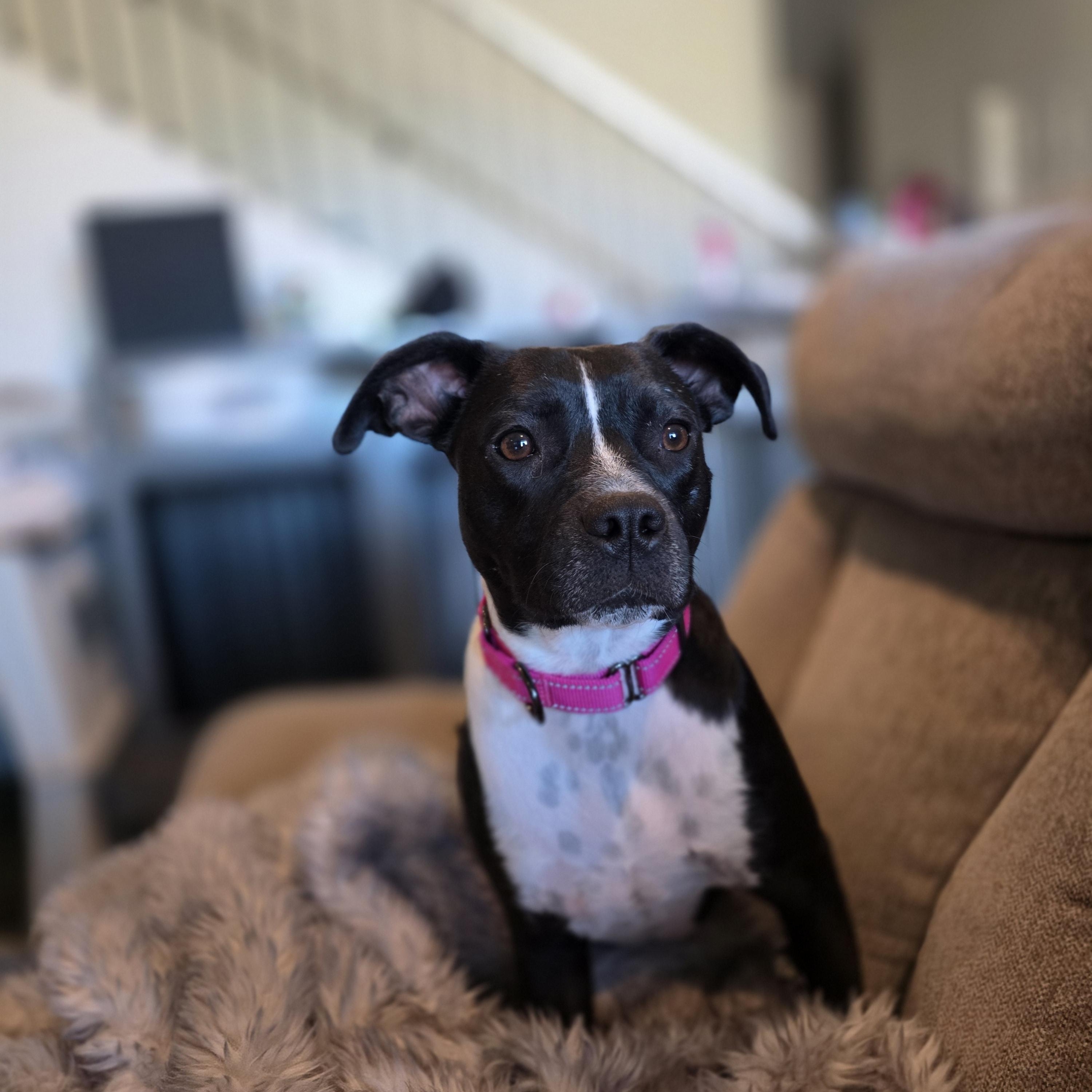Enlarge Dobby, a ADOPTABLE mixed breed in Tucson, AZ image 4/6