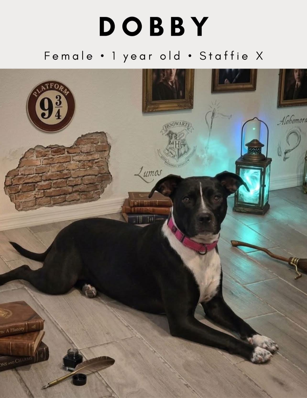 Dobby, ADOPTABLE, Young Female American Staffordshire Terrier & Dachshund.