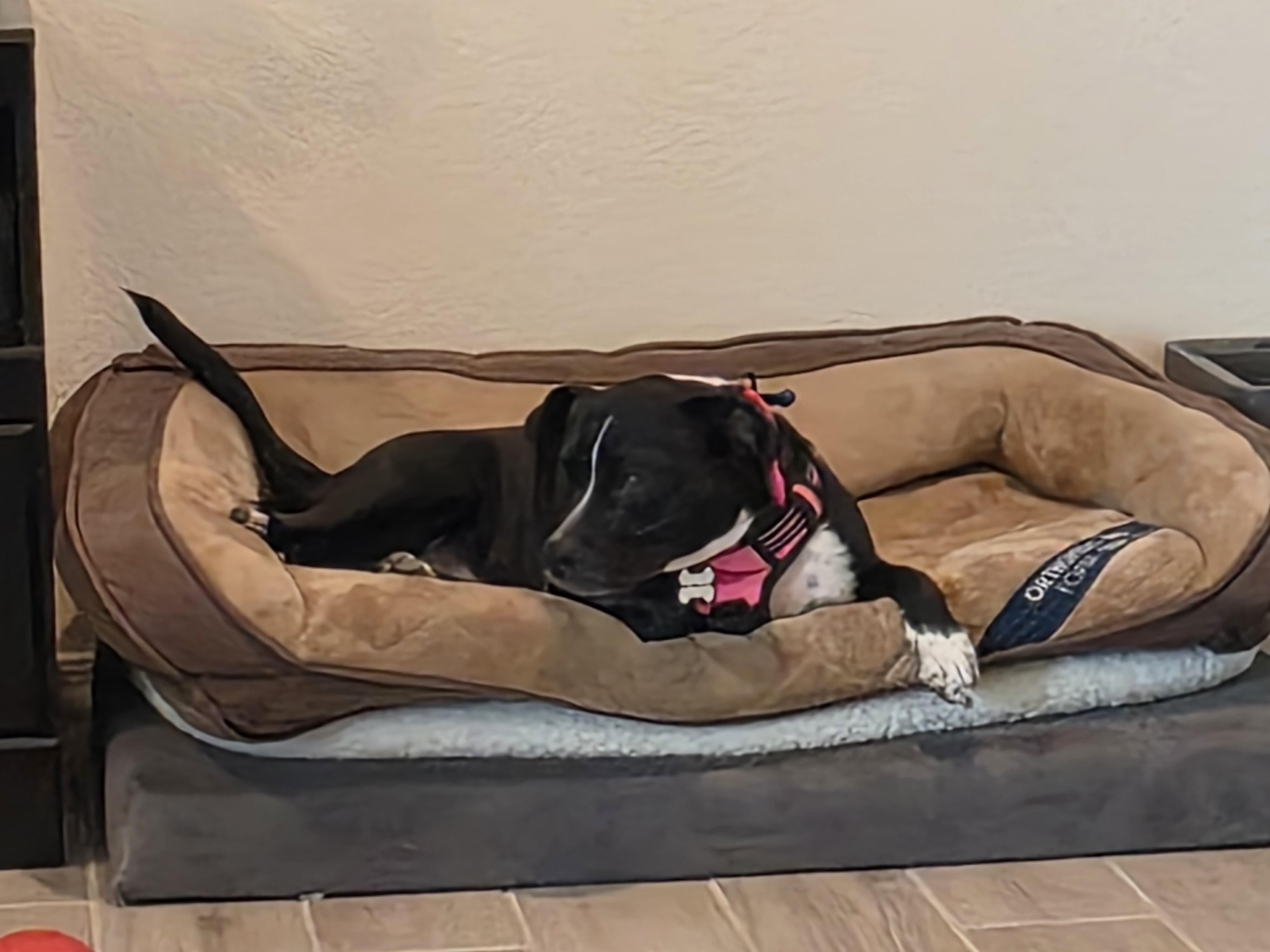 Enlarge Dobby, a ADOPTABLE mixed breed in Tucson, AZ image 3/6