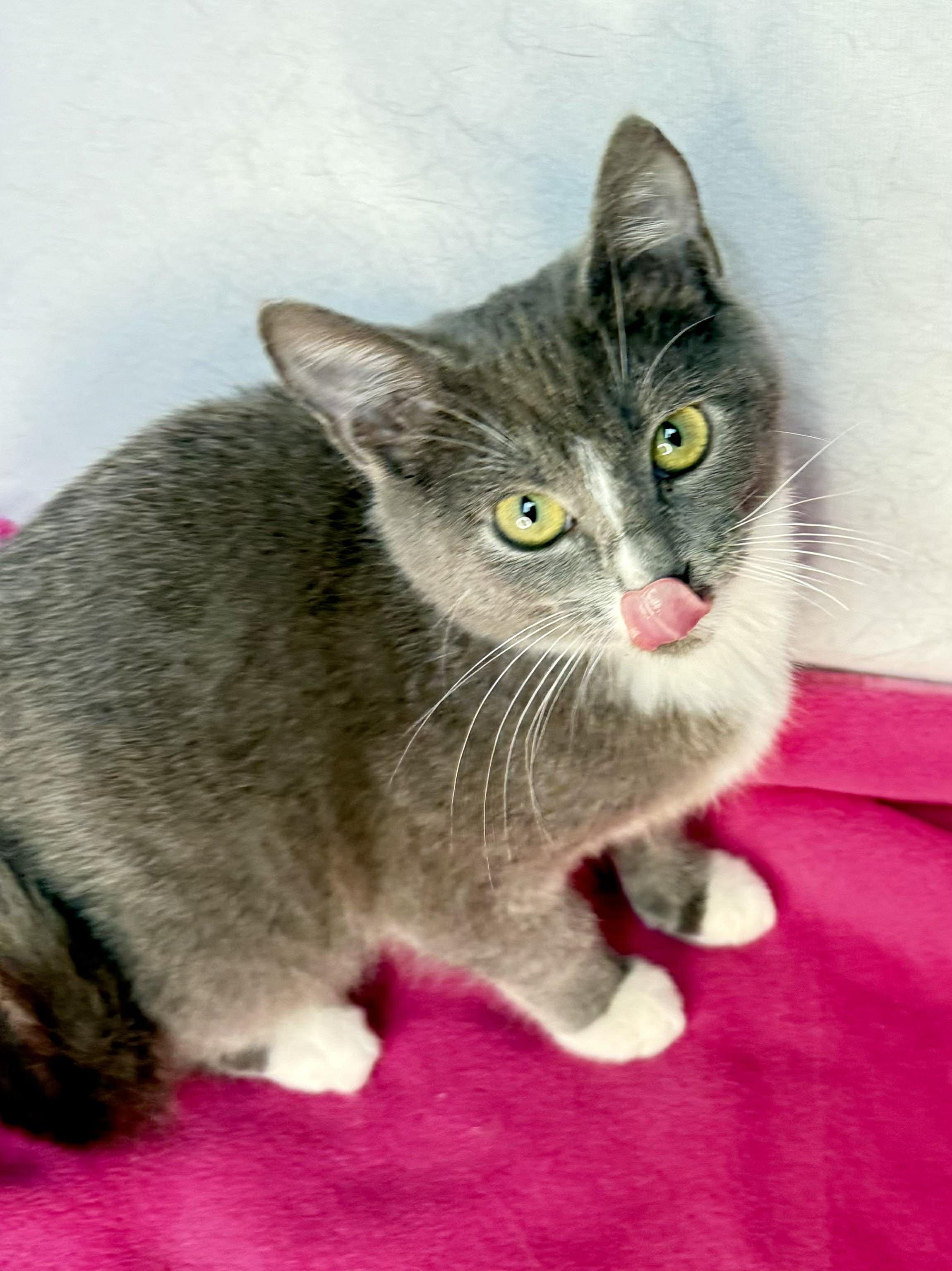 Enlarge  Elsa - Playful and swwet, a Adoptable Domestic Short Hair in Muskego, WI image 5/6