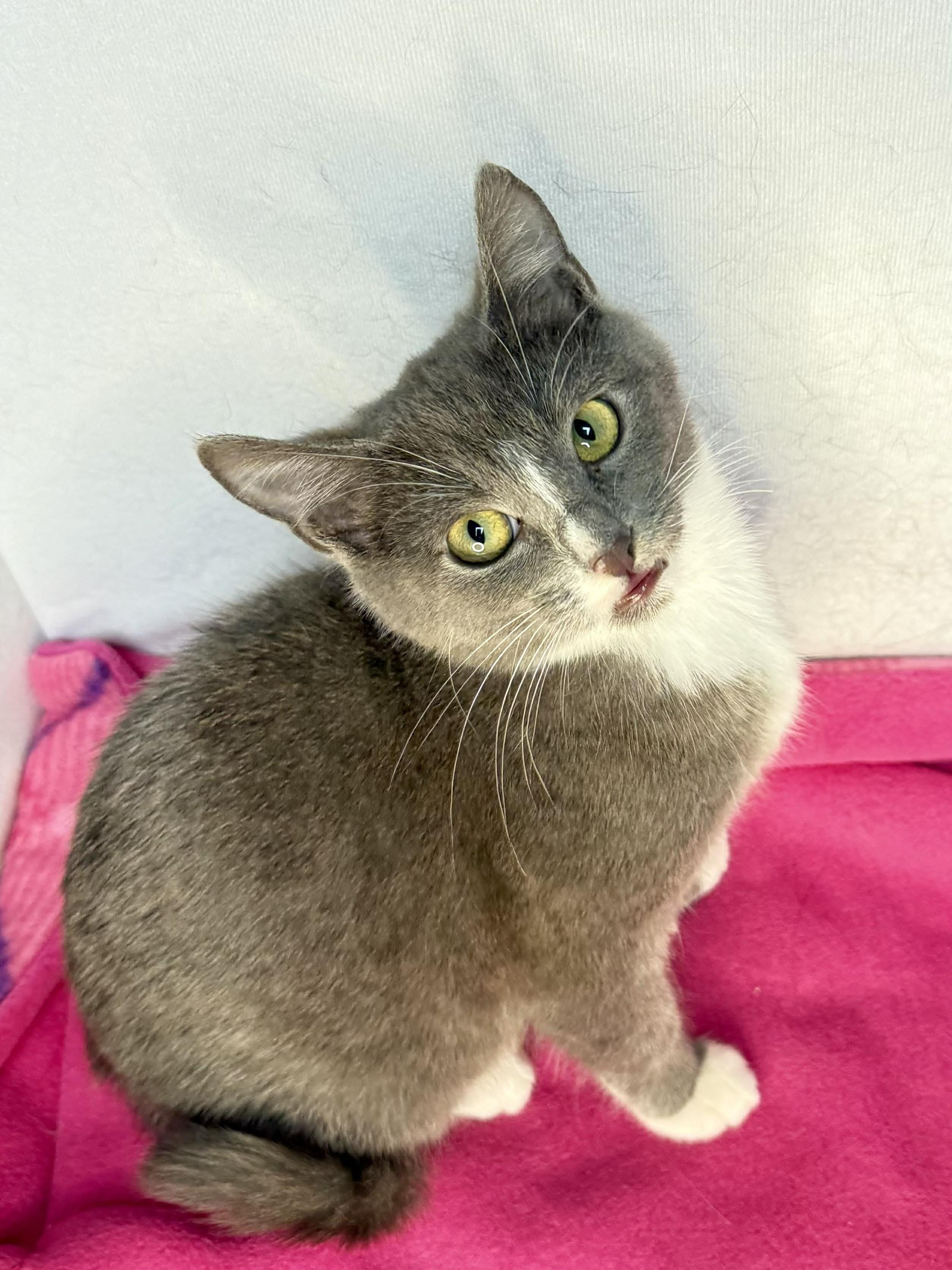  Elsa - Playful and swwet, Adoptable, Kitten Female Domestic Short Hair.