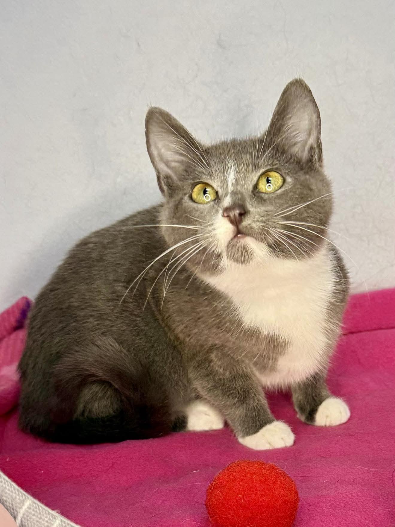 Enlarge  Elsa - Playful and swwet, a Adoptable Domestic Short Hair in Muskego, WI image 4/6