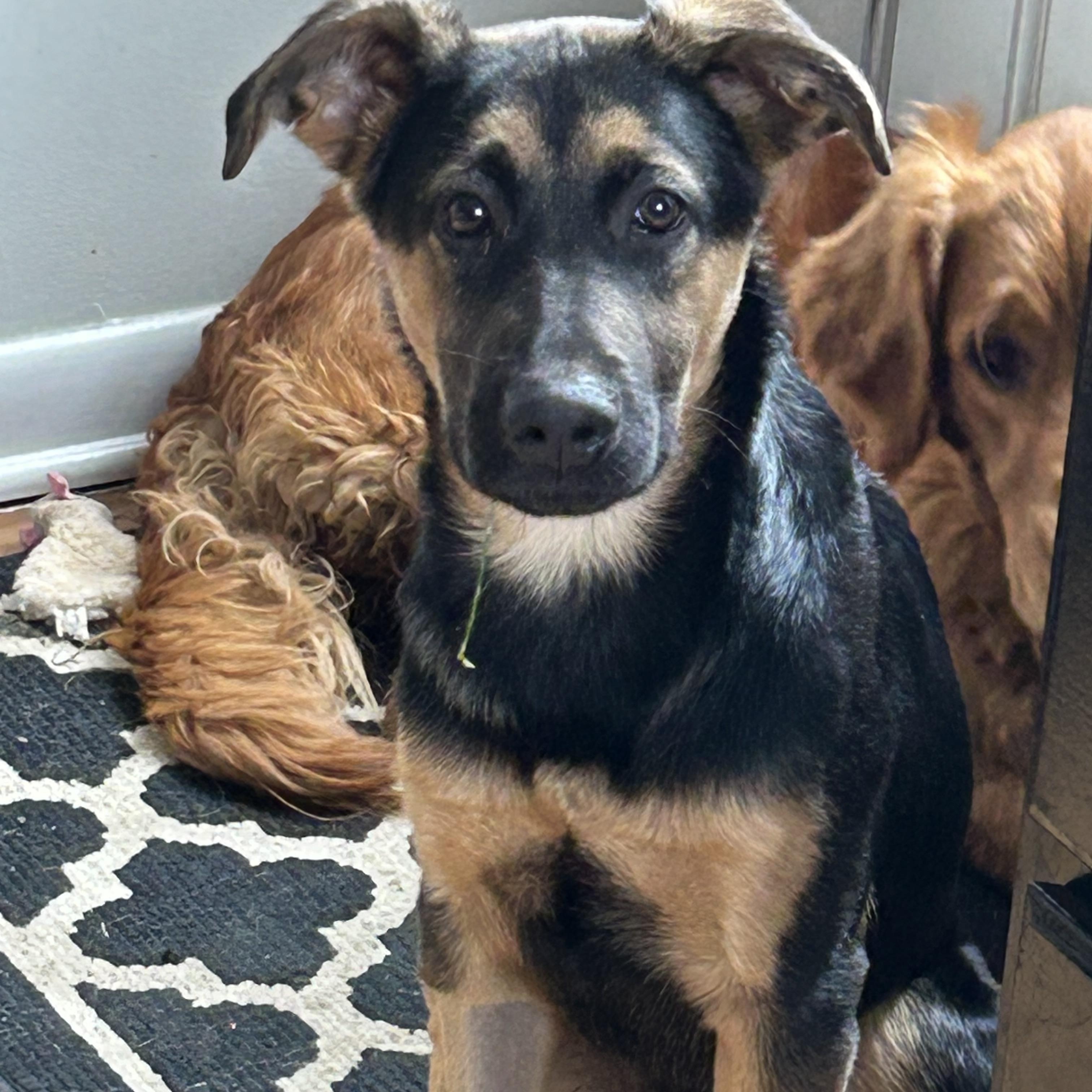 Enlarge Buddy, a ADOPTABLE mixed breed in Cincinnati, OH image 5/6