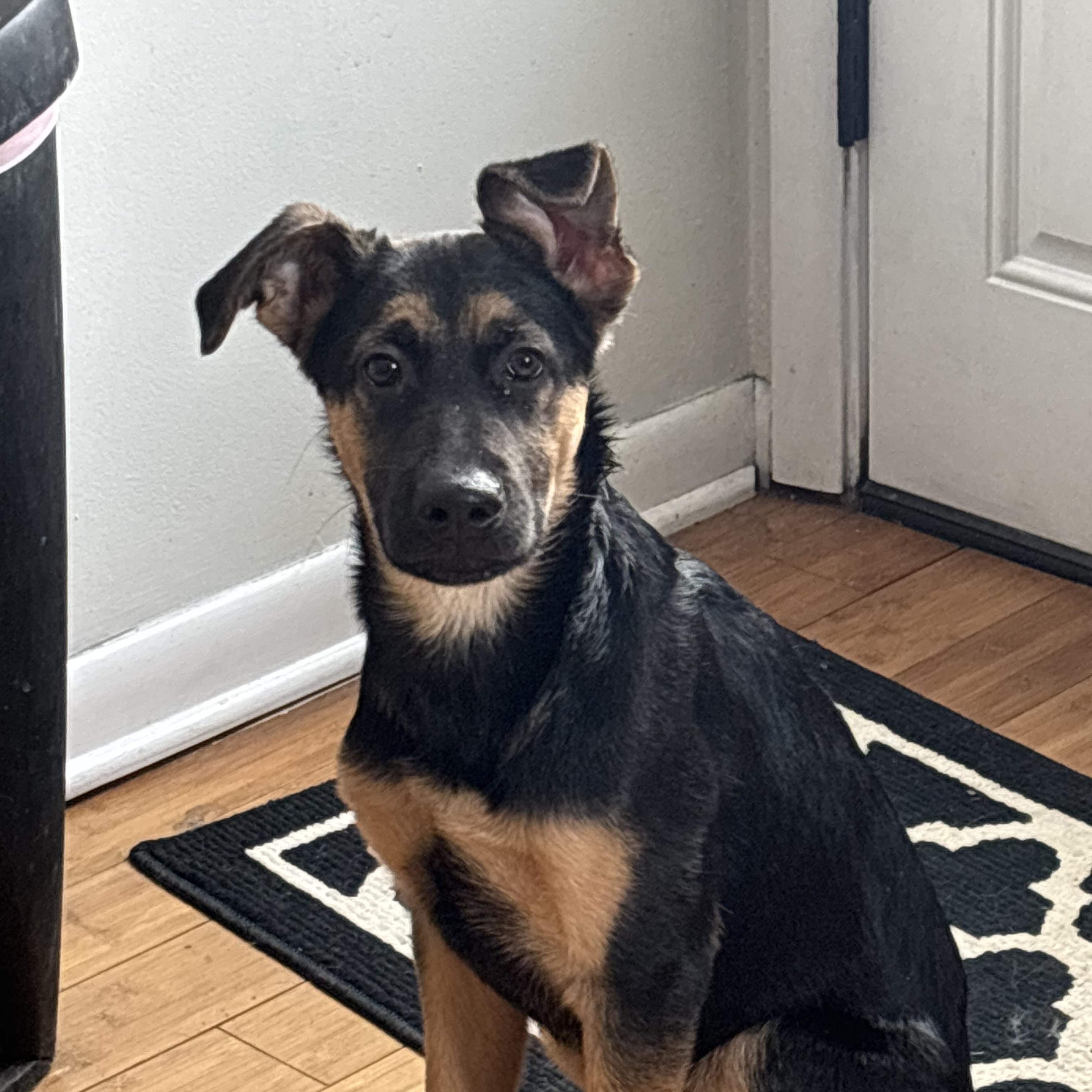 Enlarge Buddy, a ADOPTABLE mixed breed in Cincinnati, OH image 4/6