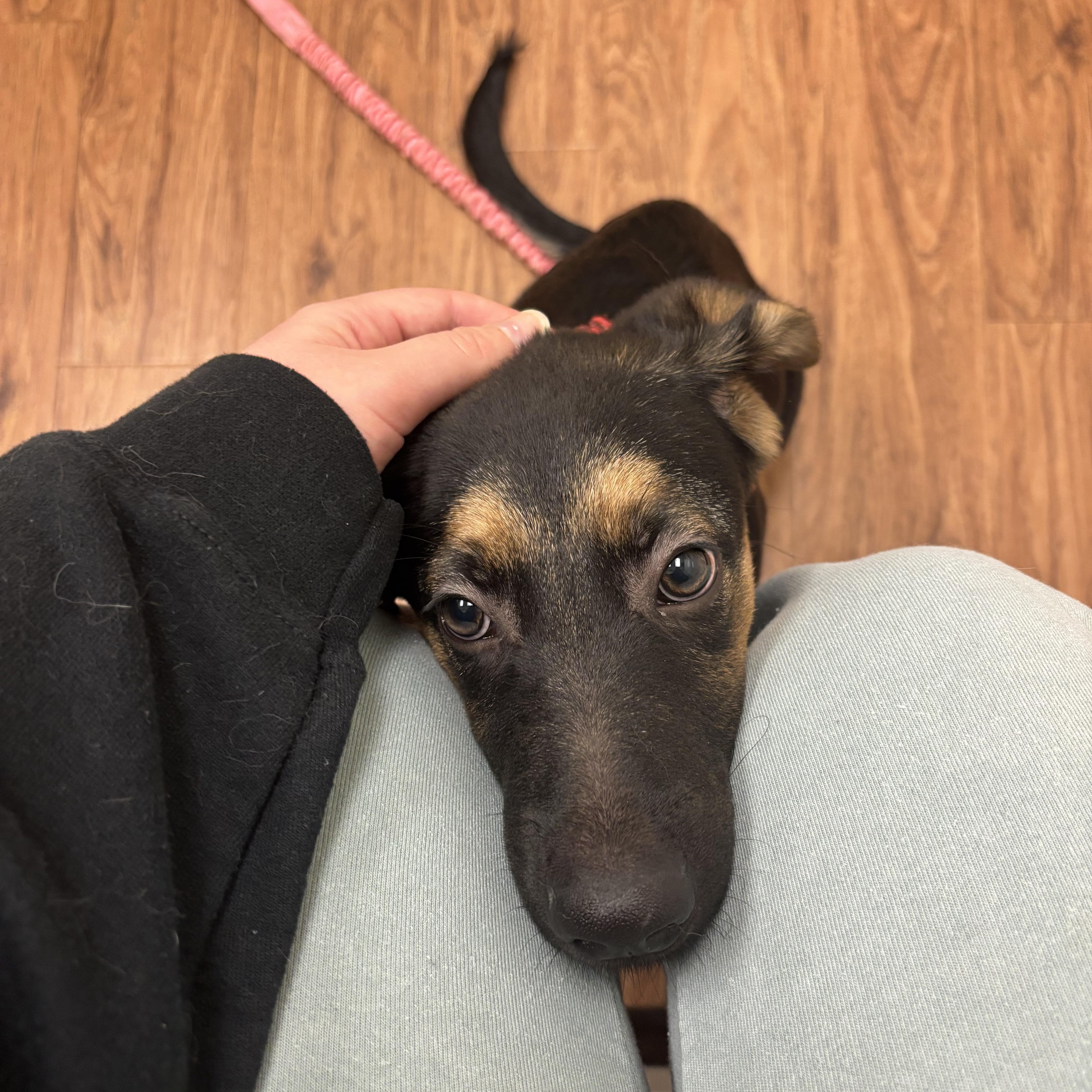 Enlarge Buddy, a ADOPTABLE mixed breed in Cincinnati, OH image 3/6