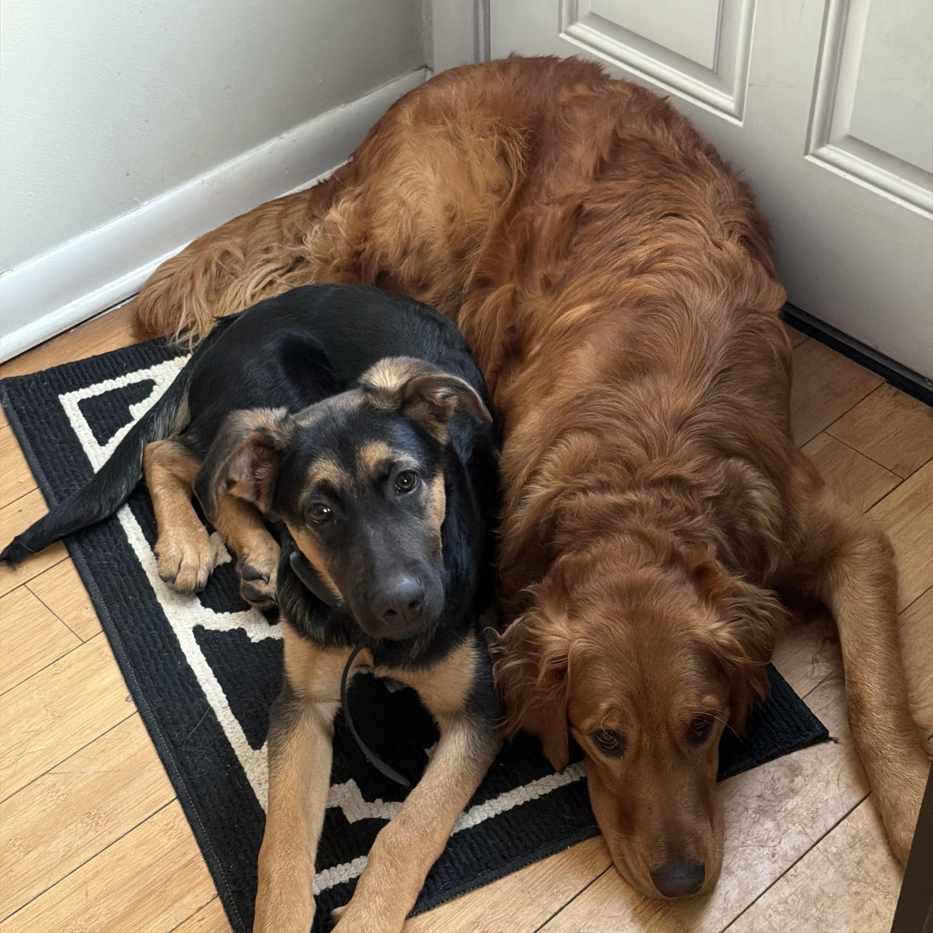 Enlarge Buddy, a ADOPTABLE mixed breed in Cincinnati, OH image 1/6