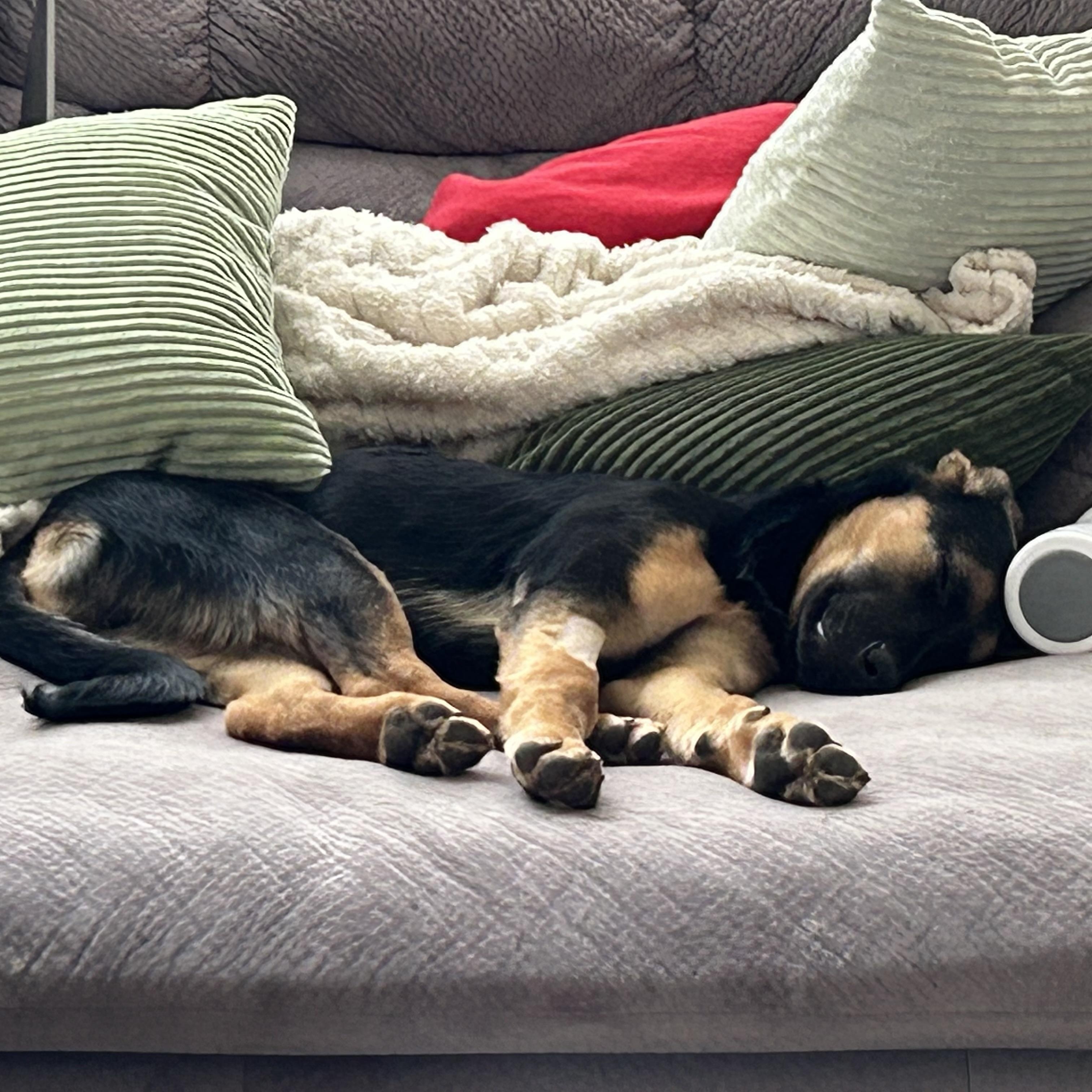 Enlarge Buddy, a ADOPTABLE mixed breed in Cincinnati, OH image 2/6