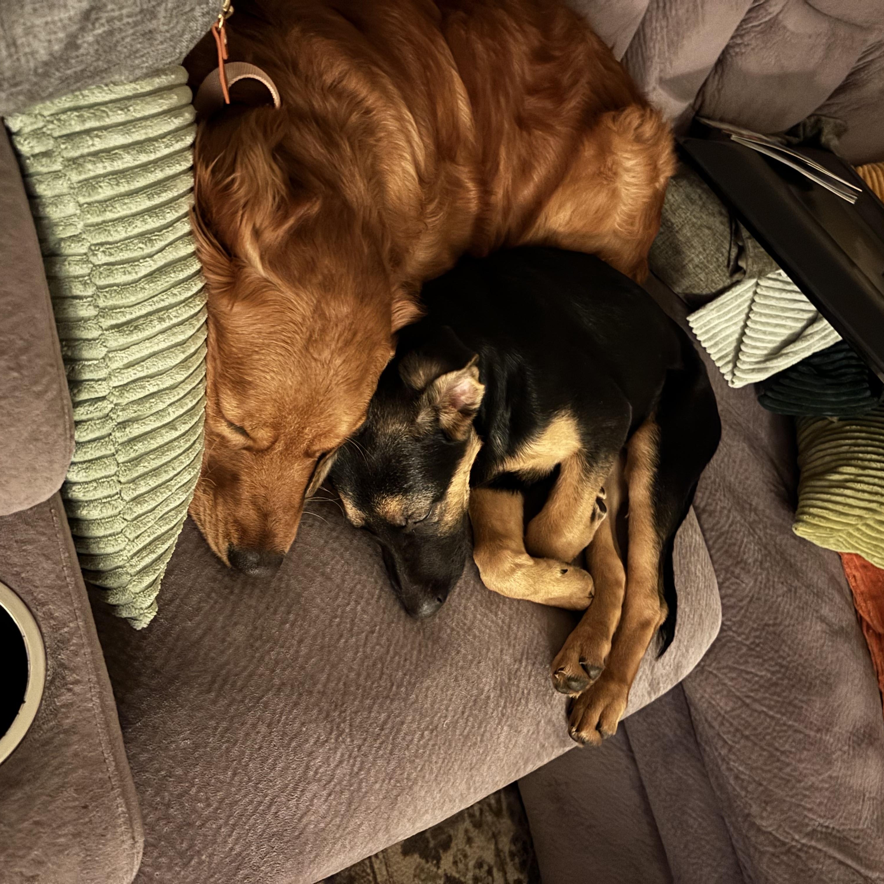 Buddy — thumbnail 6