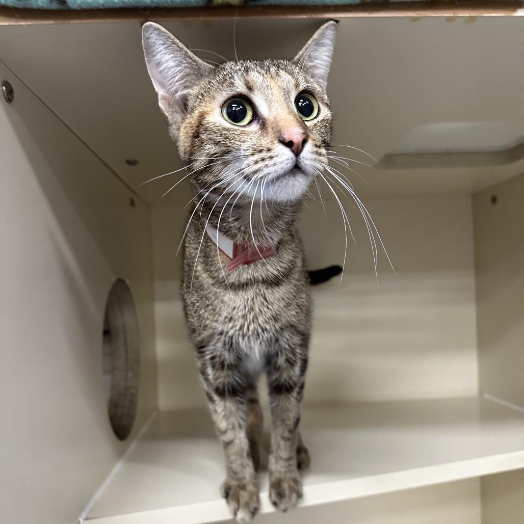 Peach, Adoptable, Young Female Domestic Short Hair.