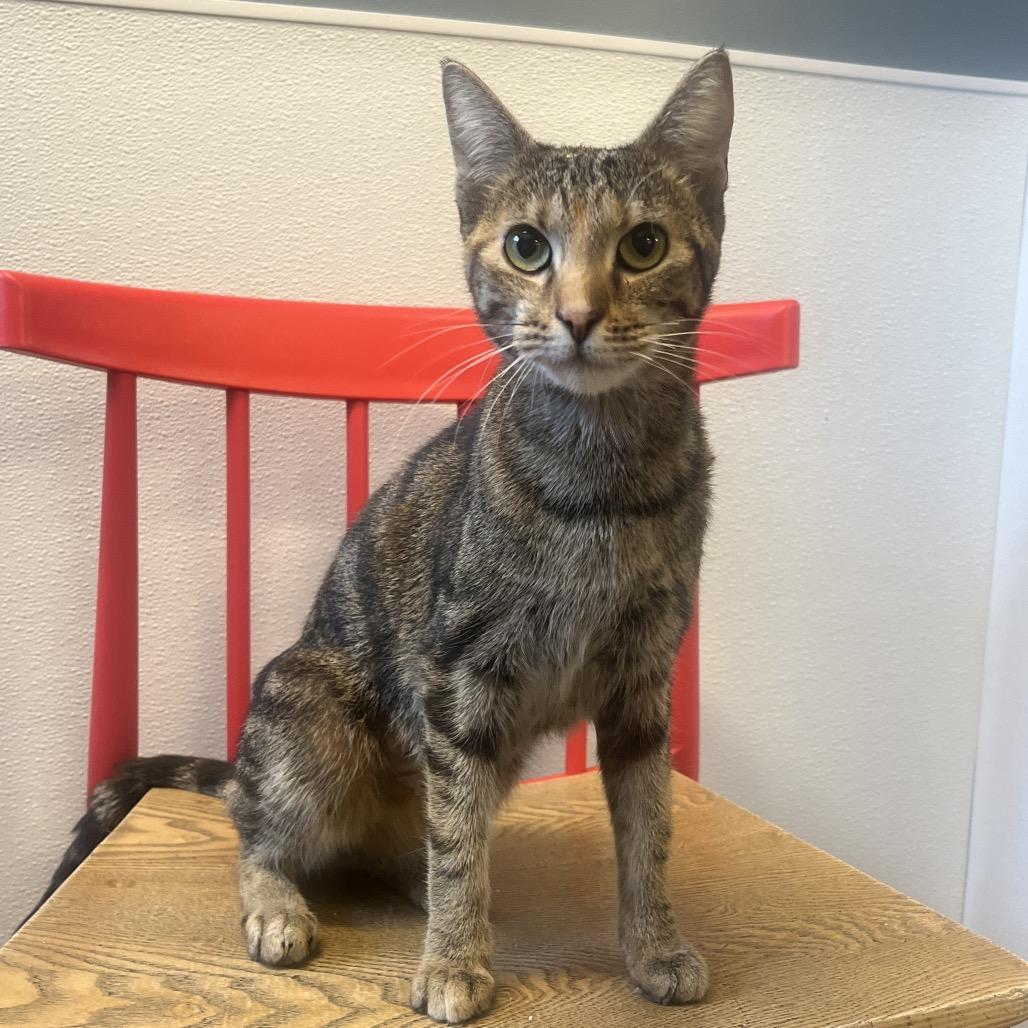 Enlarge Peach, a Adoptable Domestic Short Hair in Hinsdale, IL image 2/2