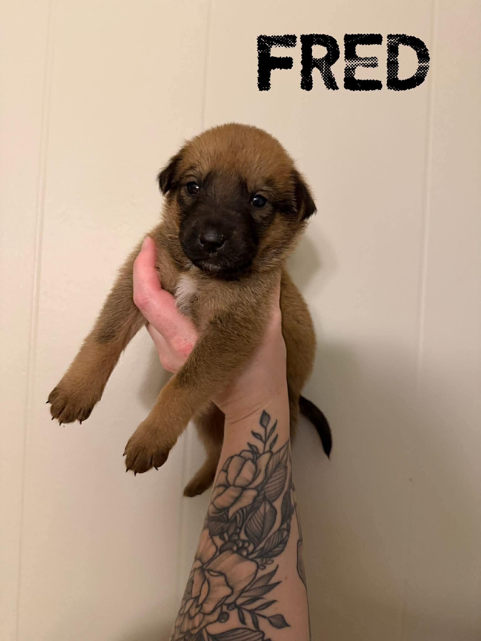 Fred, adopted, Young Male Labrador Retriever.