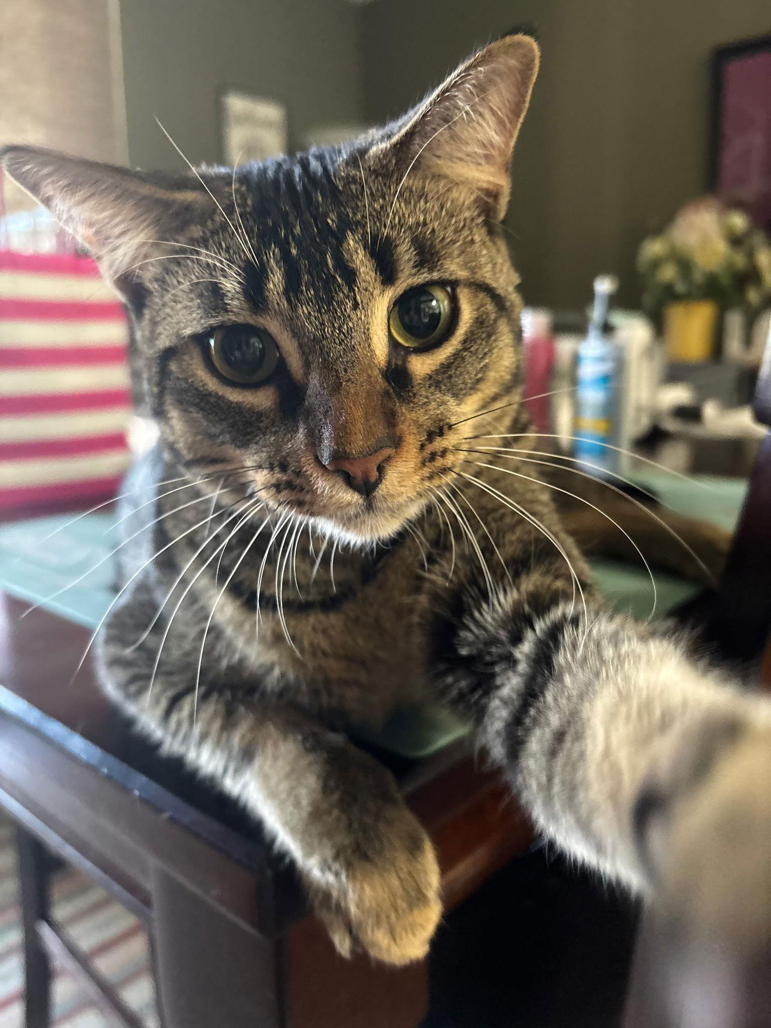 Ollie, Adoptable, Adult Male Domestic Short Hair.