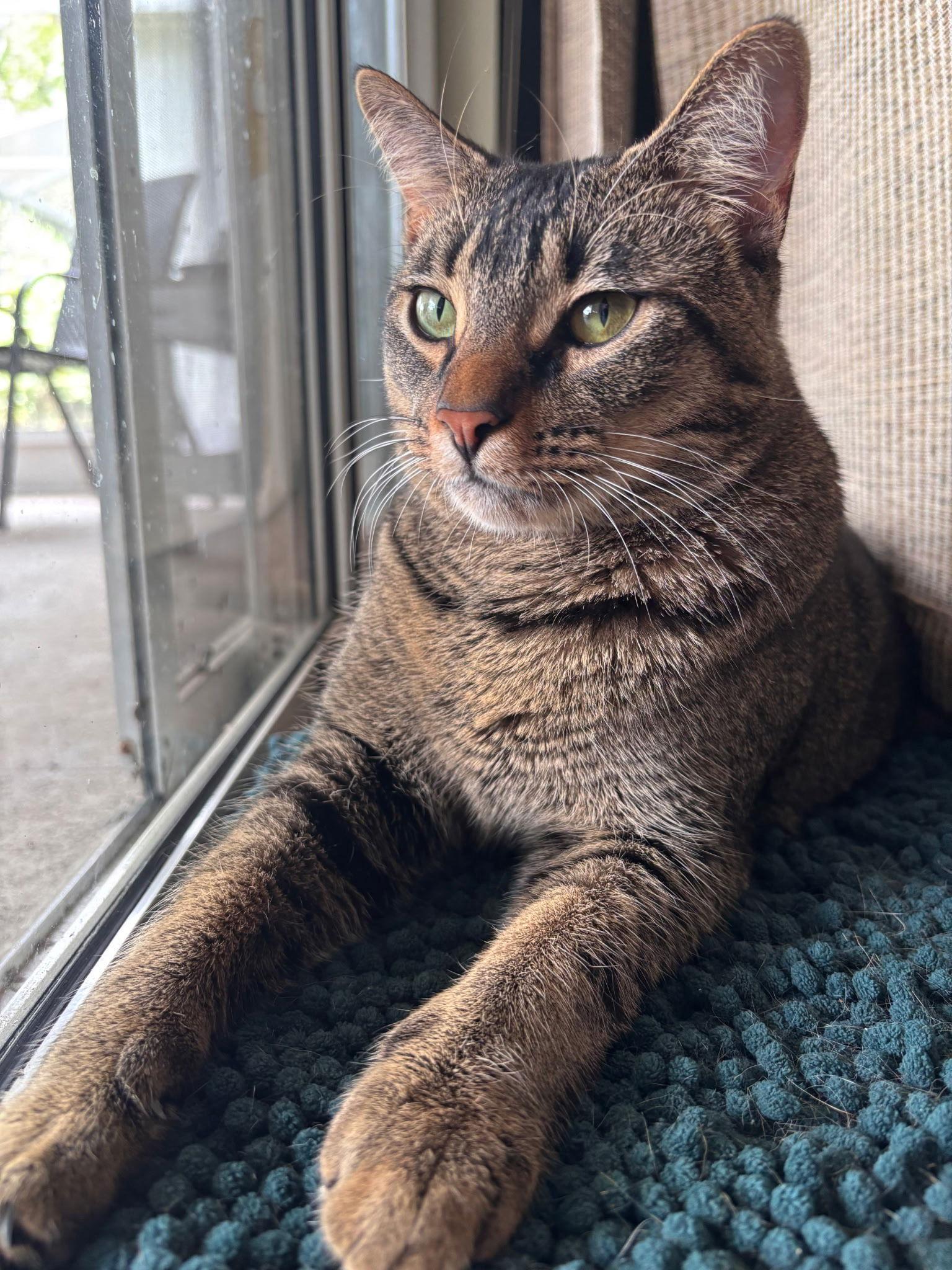 Enlarge Ollie, a Adoptable Domestic Short Hair in Land O Lakes, FL image 2/3