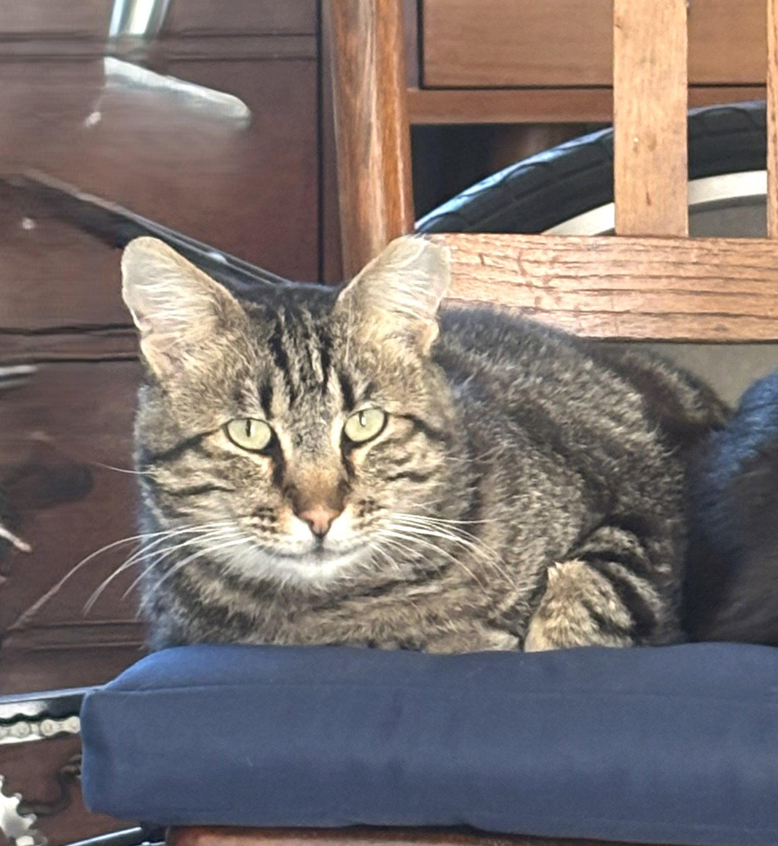 Irving, Adoptable, Adult Male Domestic Short Hair.