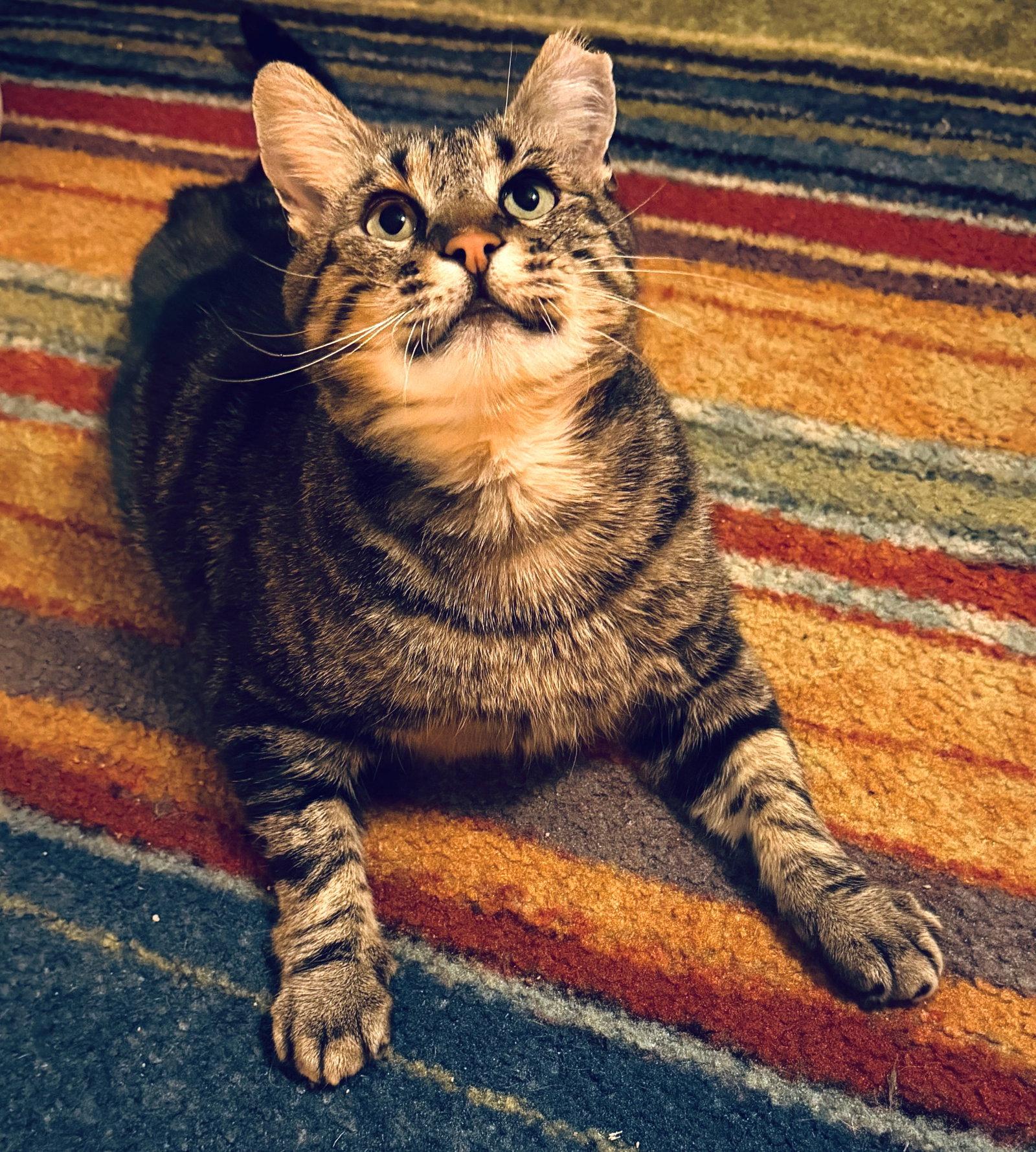 Irving, a Adoptable Domestic Short Hair in Oakland, CA image 2/3