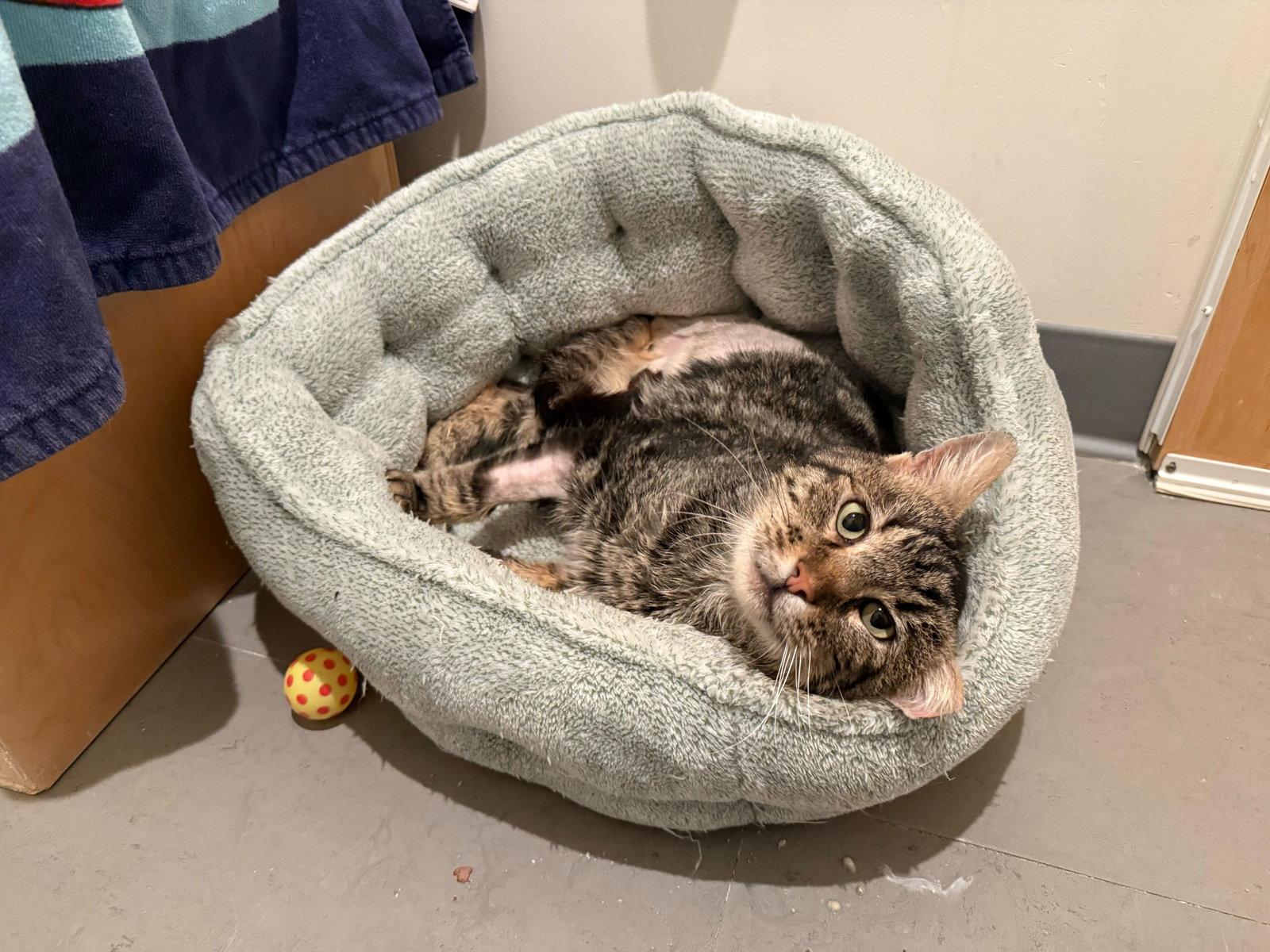 Irving, a Adoptable Domestic Short Hair in Oakland, CA image 3/3