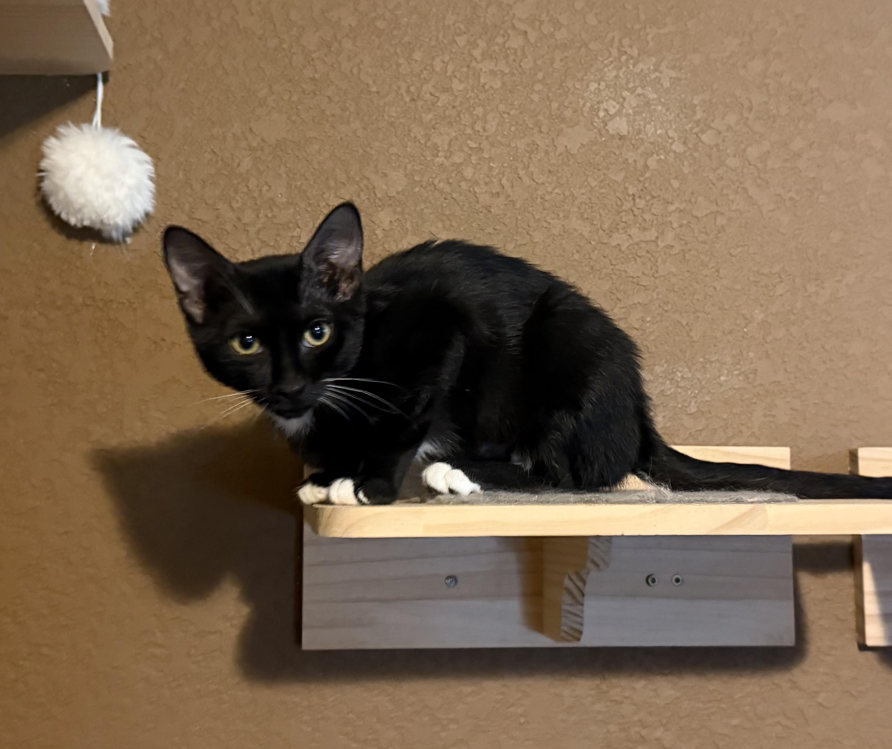 Vin (DP), adopted, Kitten Female Domestic Short Hair.