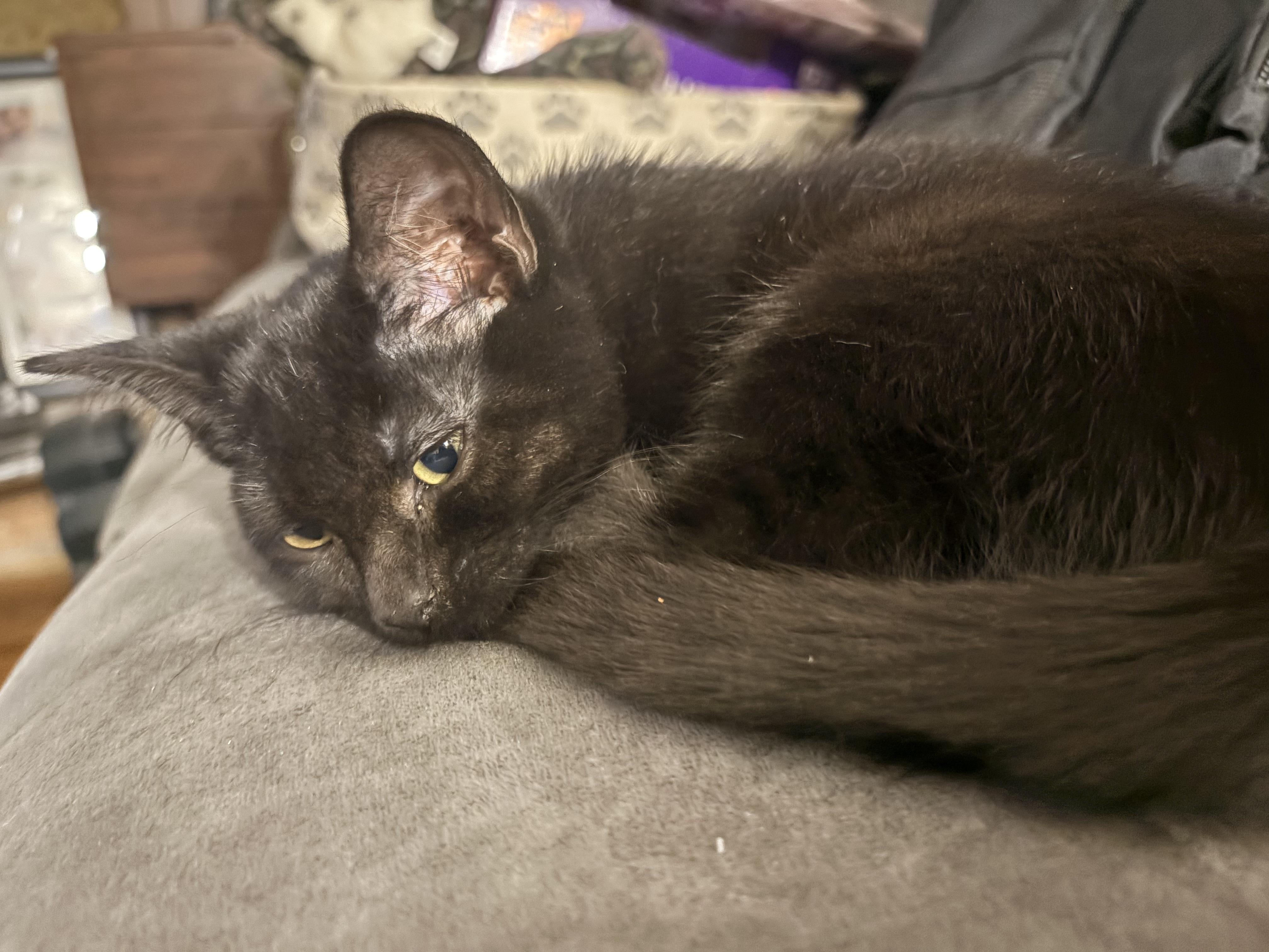 Enlarge Cleo, a ADOPTABLE Domestic Short Hair in Riverside, RI image 2/2