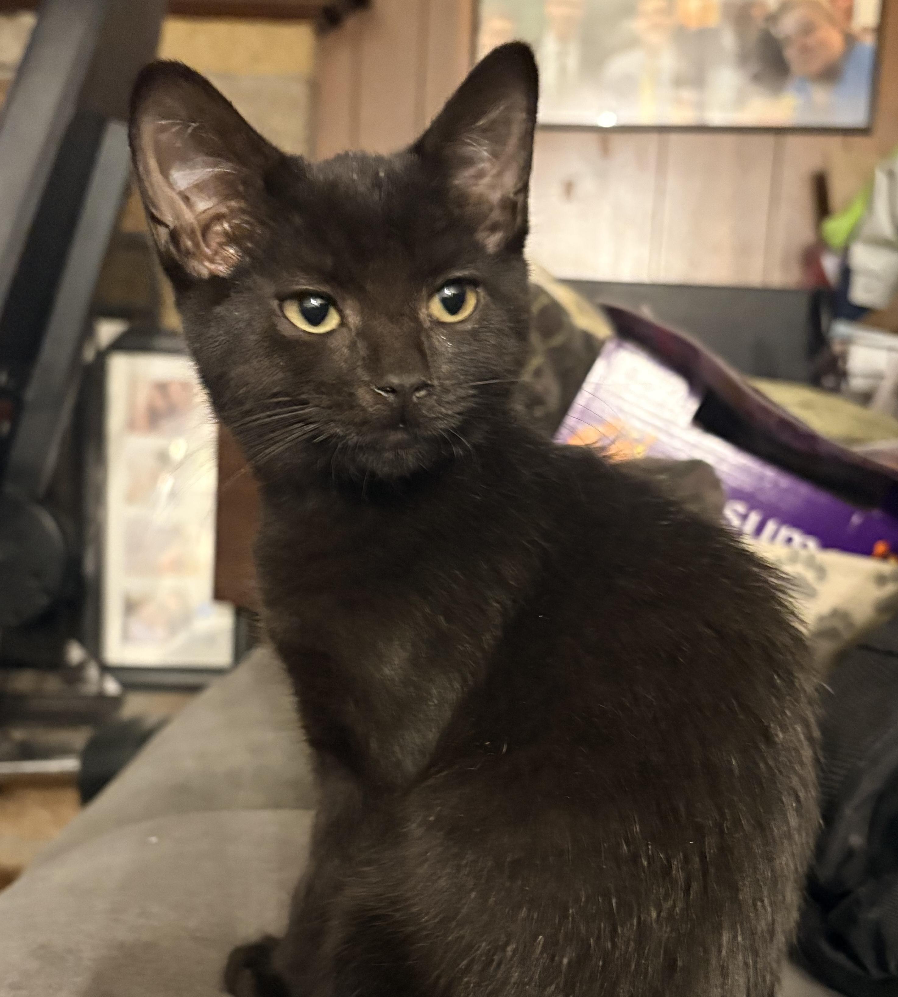 Enlarge Cleo, a ADOPTABLE Domestic Short Hair in Riverside, RI image 1/2