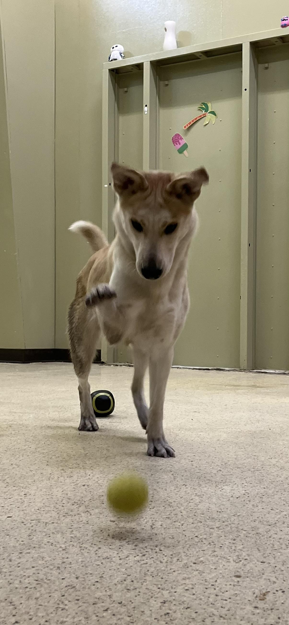 Enlarge Princess, an adoptable Shepherd in Muncie, IN image 6/6