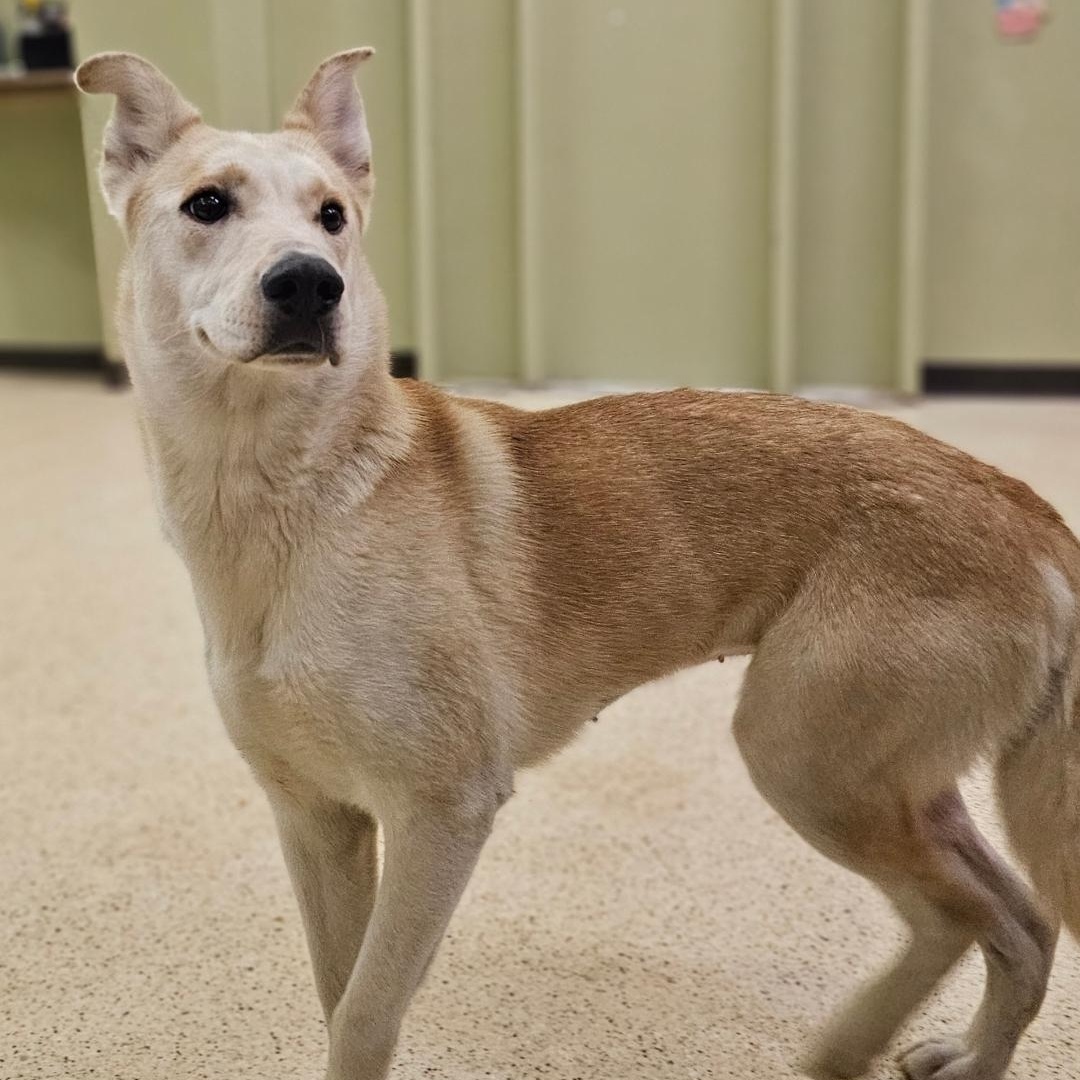 Enlarge Princess, an adoptable Shepherd in Muncie, IN image 3/6
