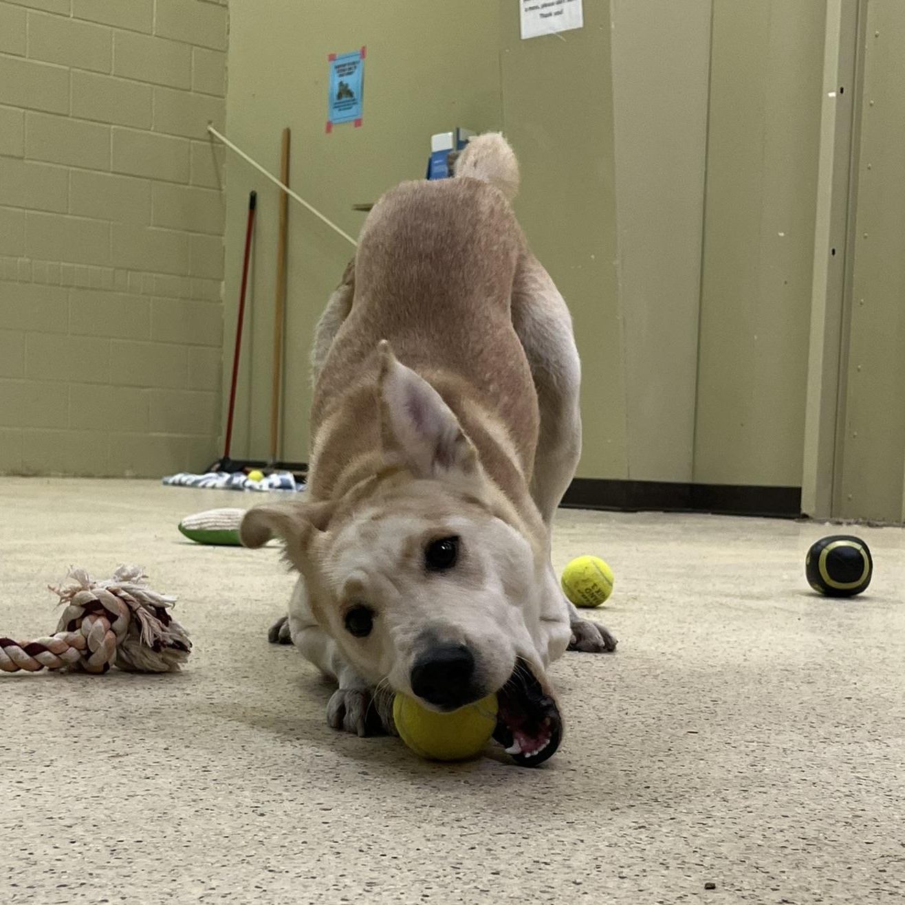 Enlarge Princess, an adoptable Shepherd in Muncie, IN image 5/6