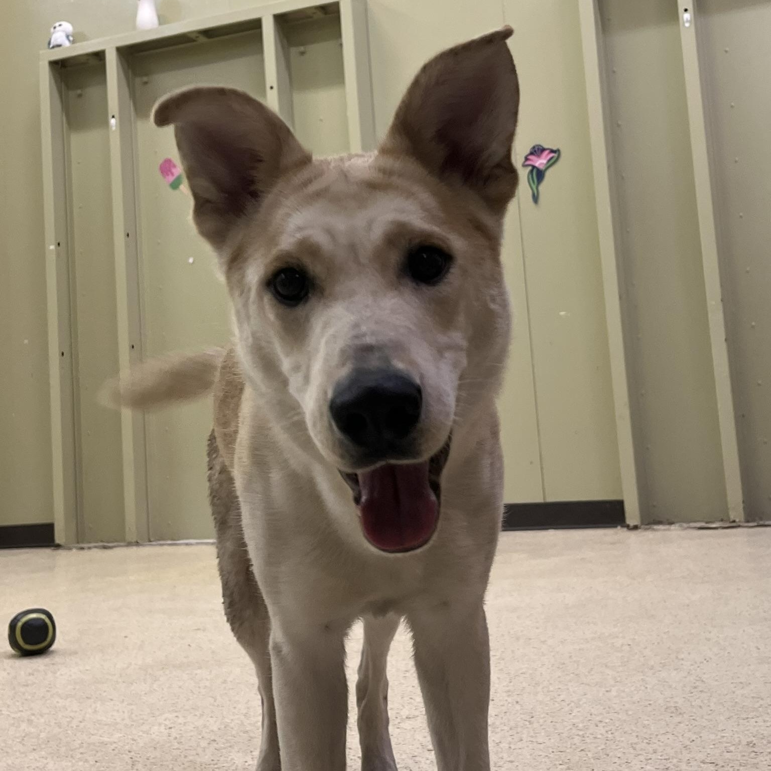 Enlarge Princess, an adoptable Shepherd in Muncie, IN image 4/6