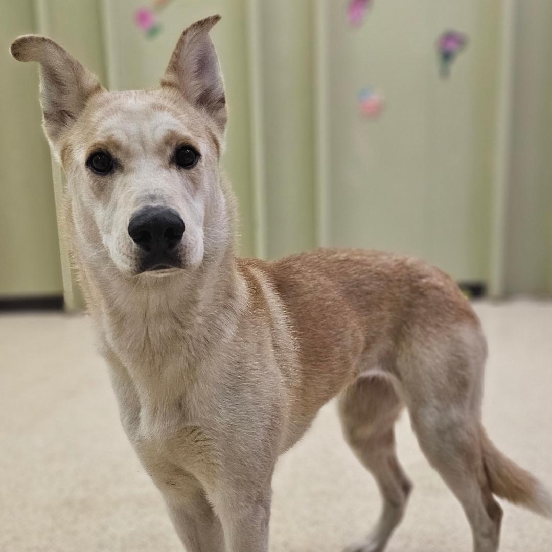 Enlarge Princess, an adoptable Shepherd in Muncie, IN image 2/6