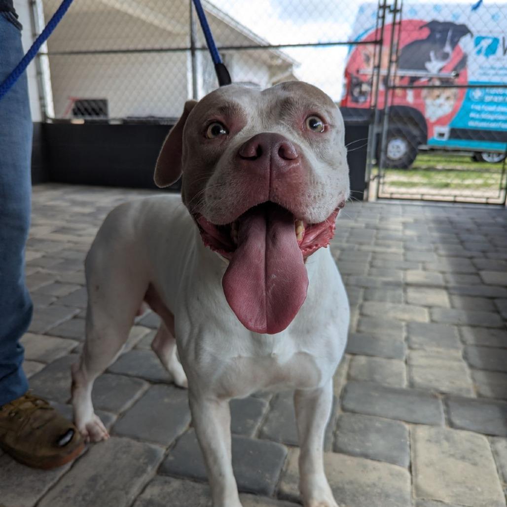 Enlarge Fonz, a Adoptable mixed breed in Ocala, FL image 3/3