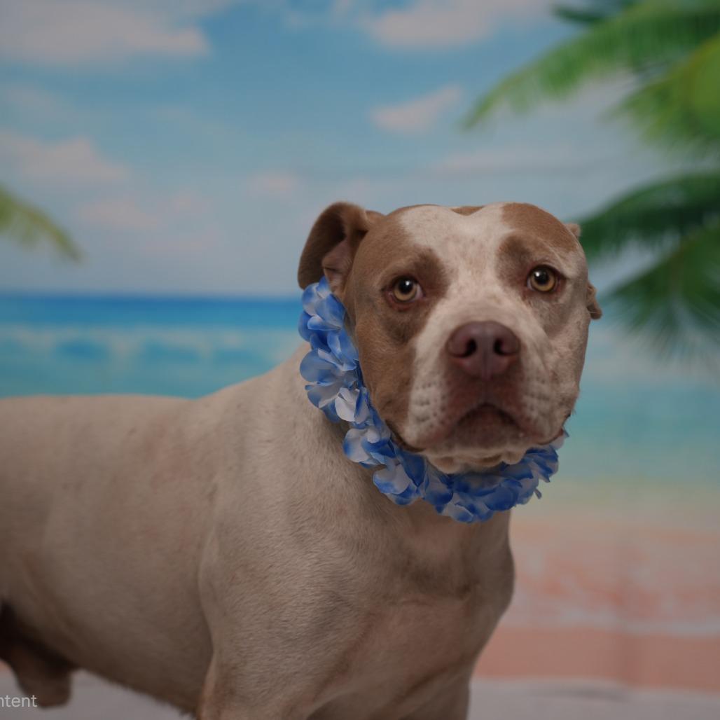 Enlarge Fonz, a Adoptable mixed breed in Ocala, FL image 2/3