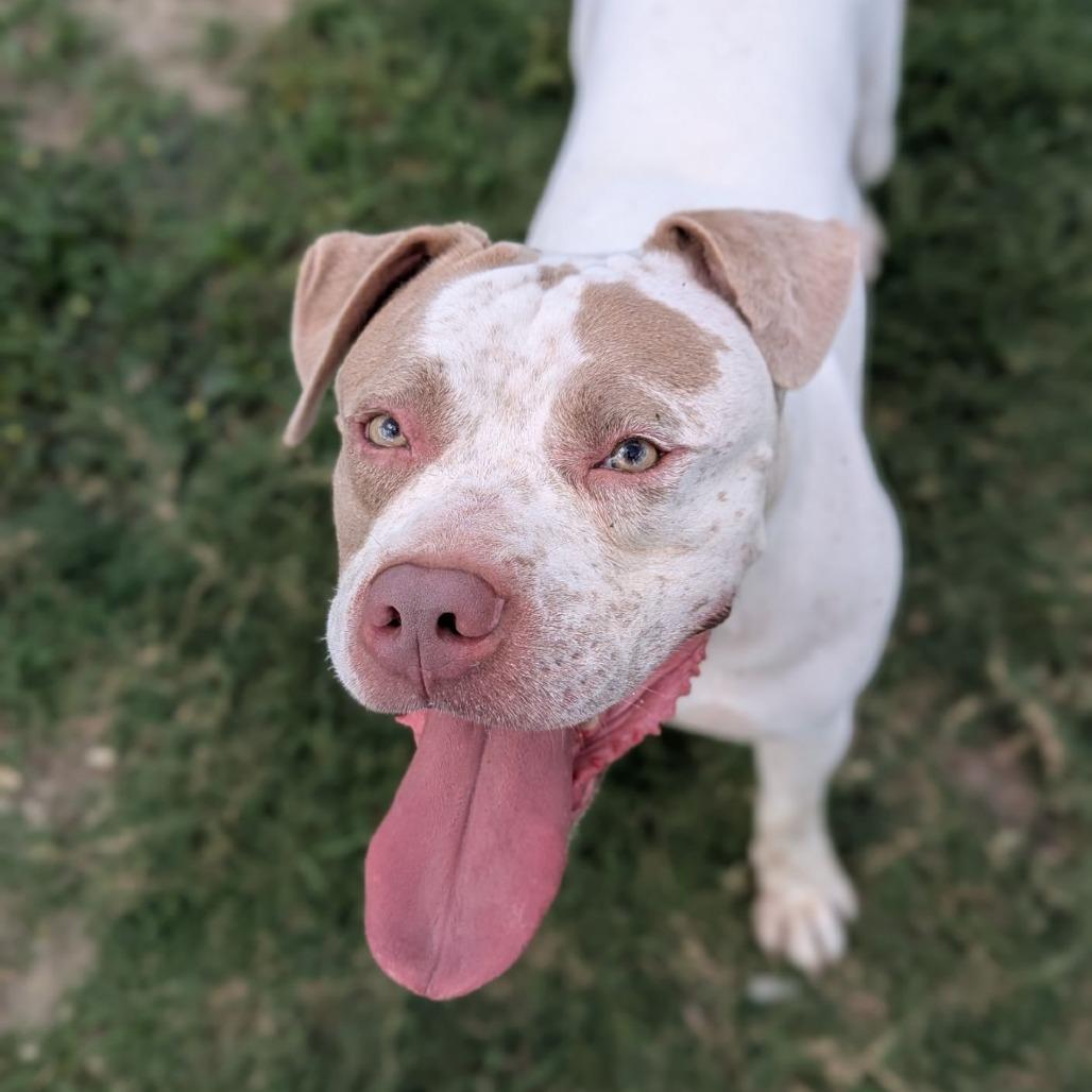 Fonz, Adoptable, Adult Male American Bulldog.