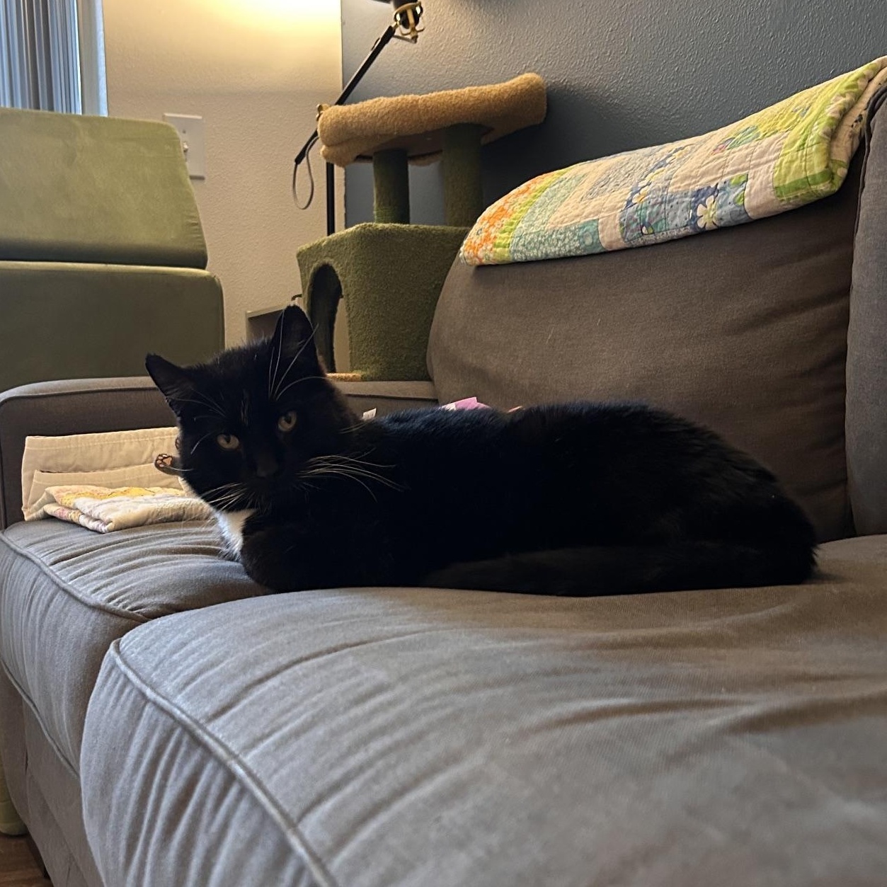 Mr. Webster, an adopted Domestic Short Hair in Renton , WA image 5/5