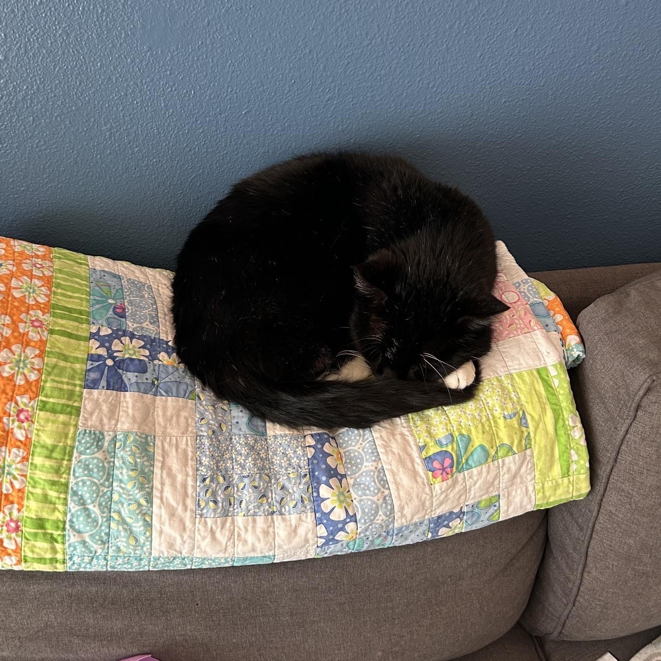 Mr. Webster, an adopted Domestic Short Hair in Renton , WA image 4/5