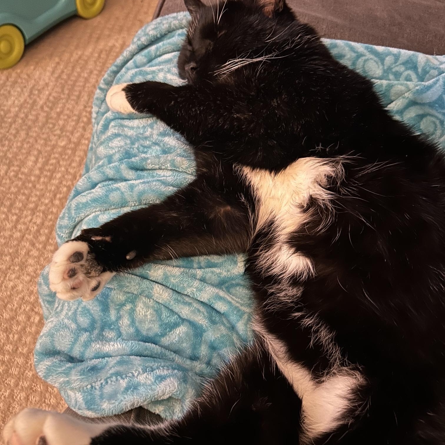 Mr. Webster, adopted, Senior Male Domestic Short Hair.