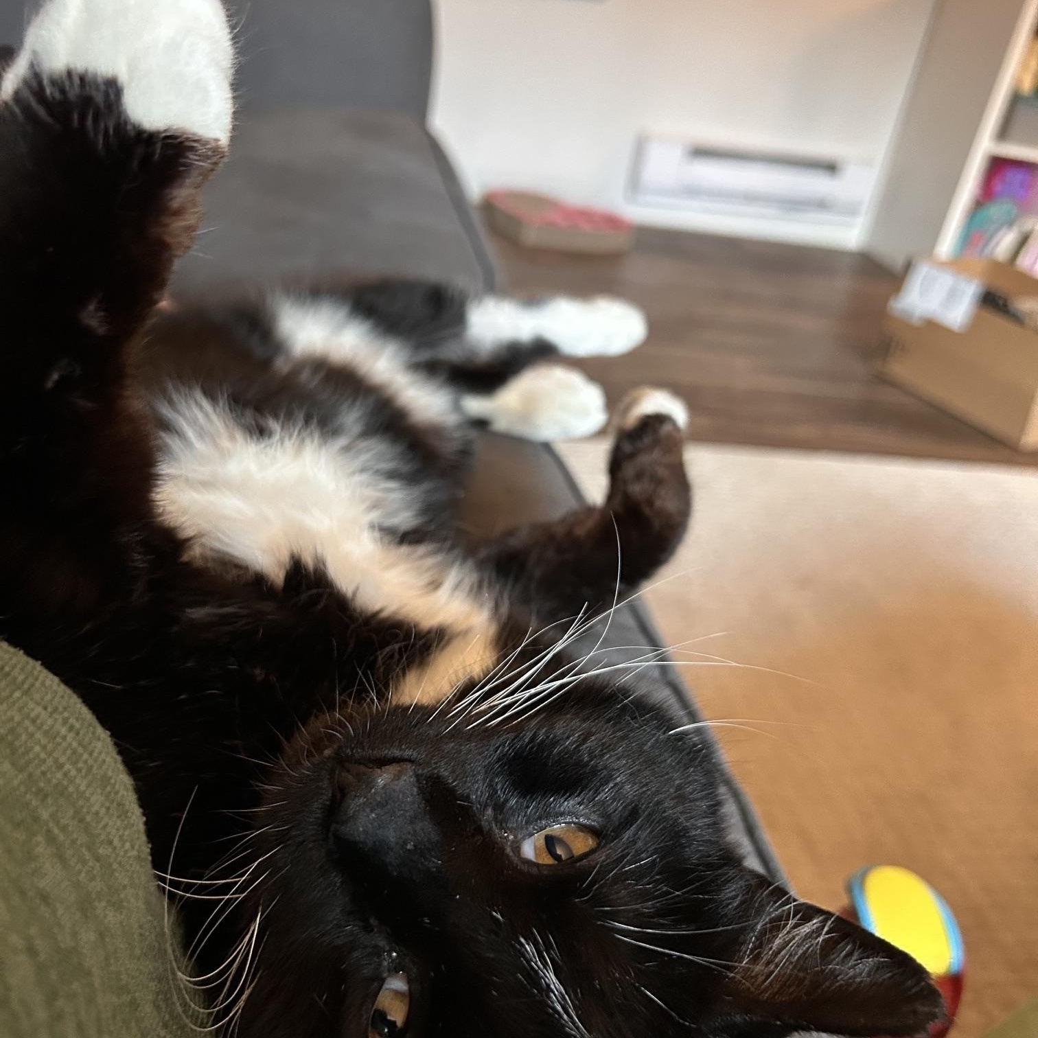 Mr. Webster, an adopted Domestic Short Hair in Renton , WA image 2/5