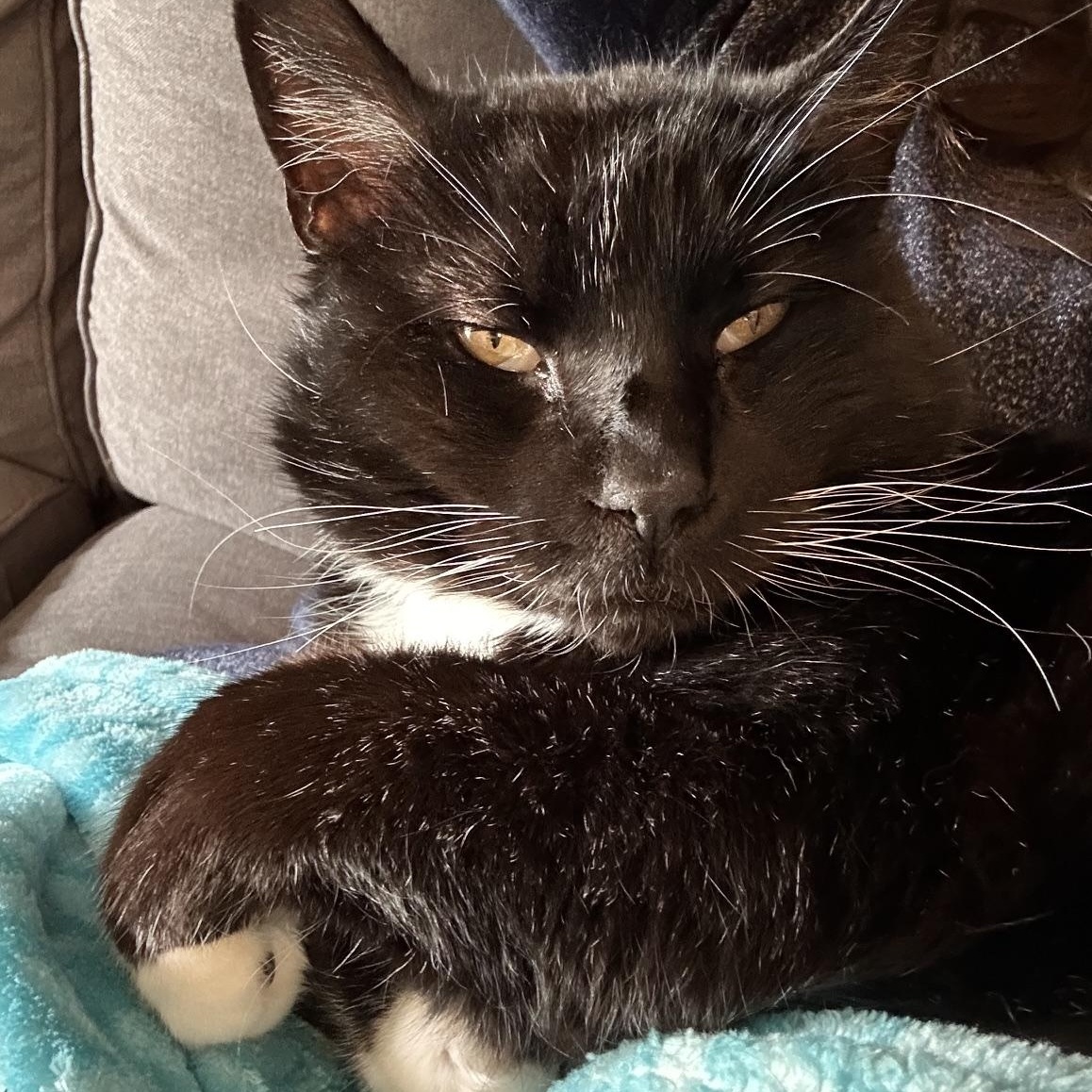 Mr. Webster, an adopted Domestic Short Hair in Renton , WA image 3/5