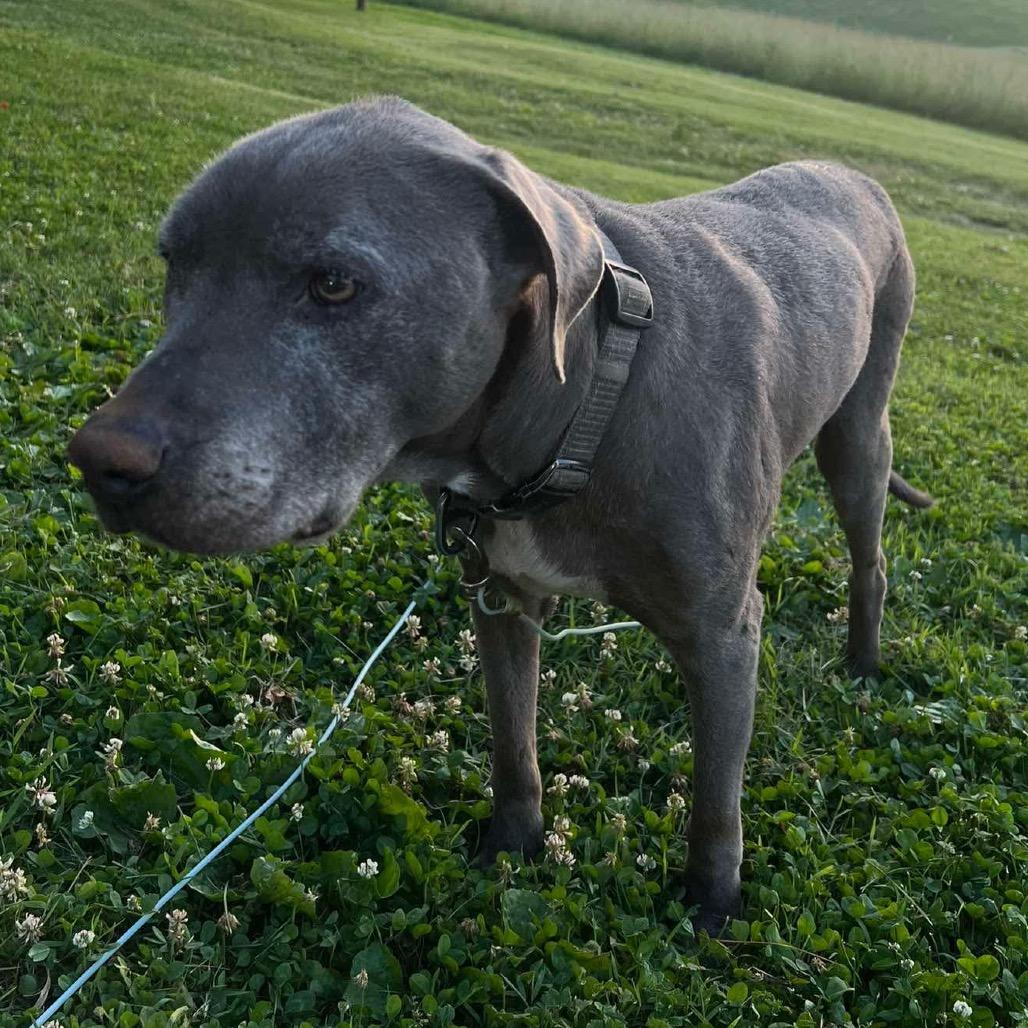 Enlarge Bella, a Adoptable mixed breed in Newport, TN image 2/2