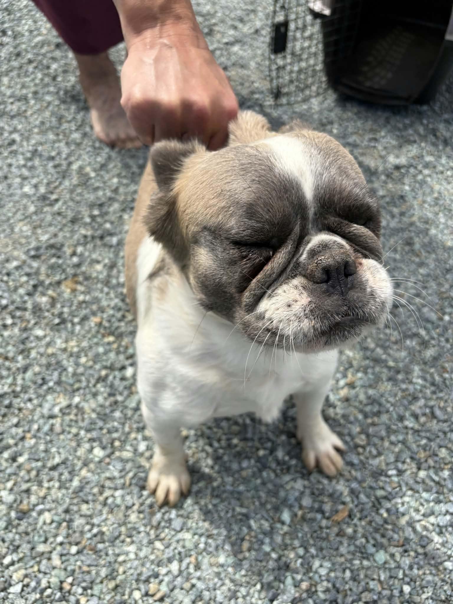 Gnocchi, Adoptable, Adult Female French Bulldog.