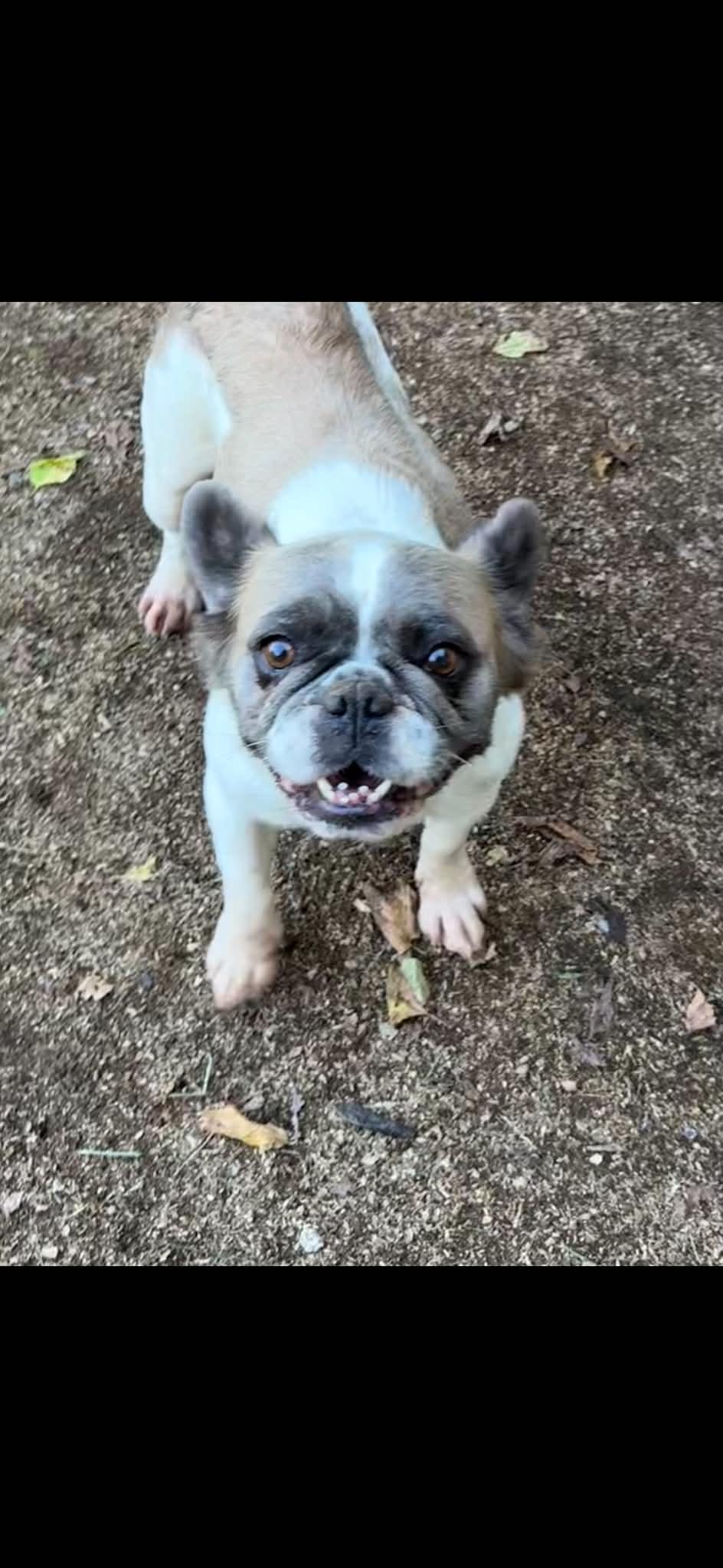 Enlarge Gnocchi, a Adoptable French Bulldog in Havertown, PA image 2/4