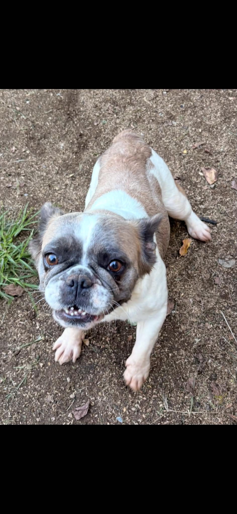 Enlarge Gnocchi, a Adoptable French Bulldog in Havertown, PA image 3/4