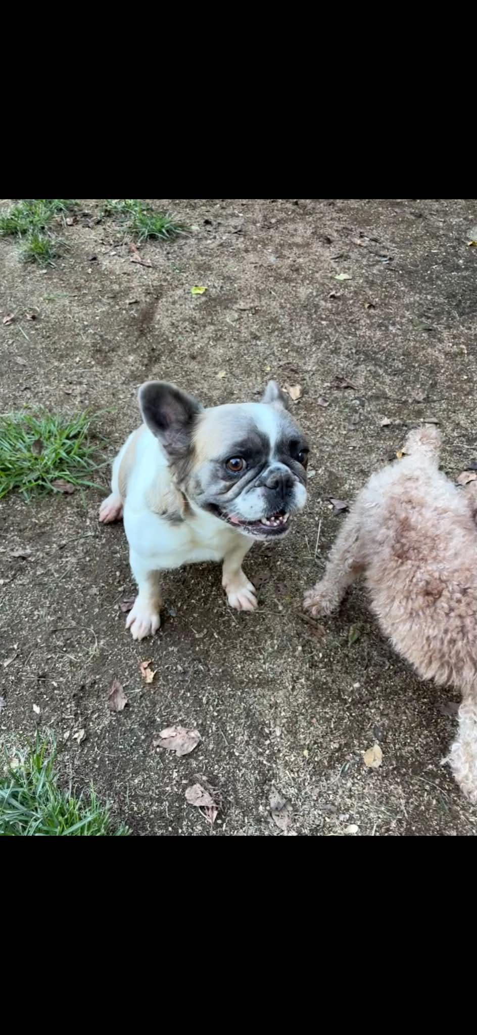 Enlarge Gnocchi, a Adoptable French Bulldog in Havertown, PA image 4/4